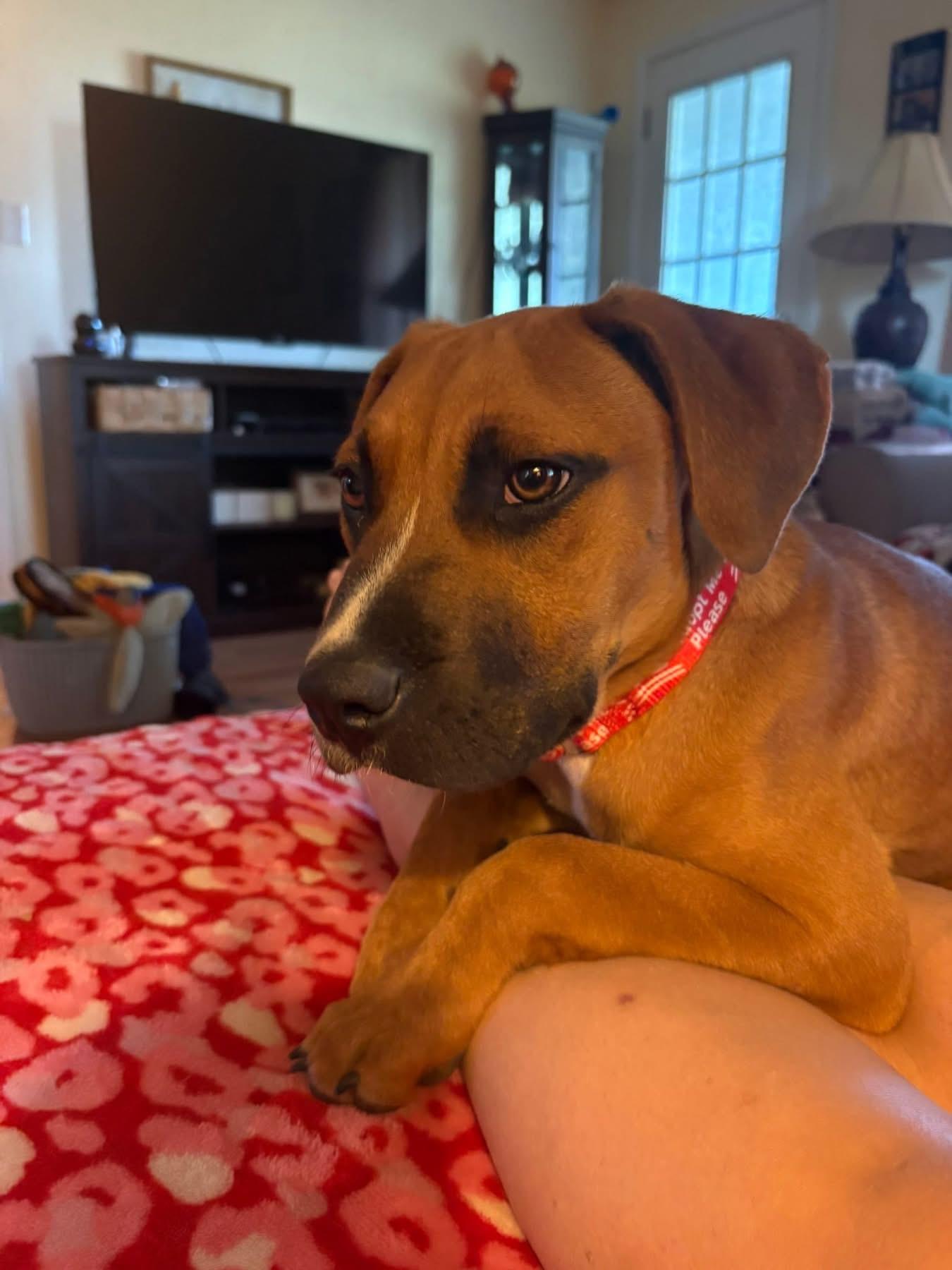 Swayman, a ADOPTABLE mixed breed in Maiden, NC image 4/5