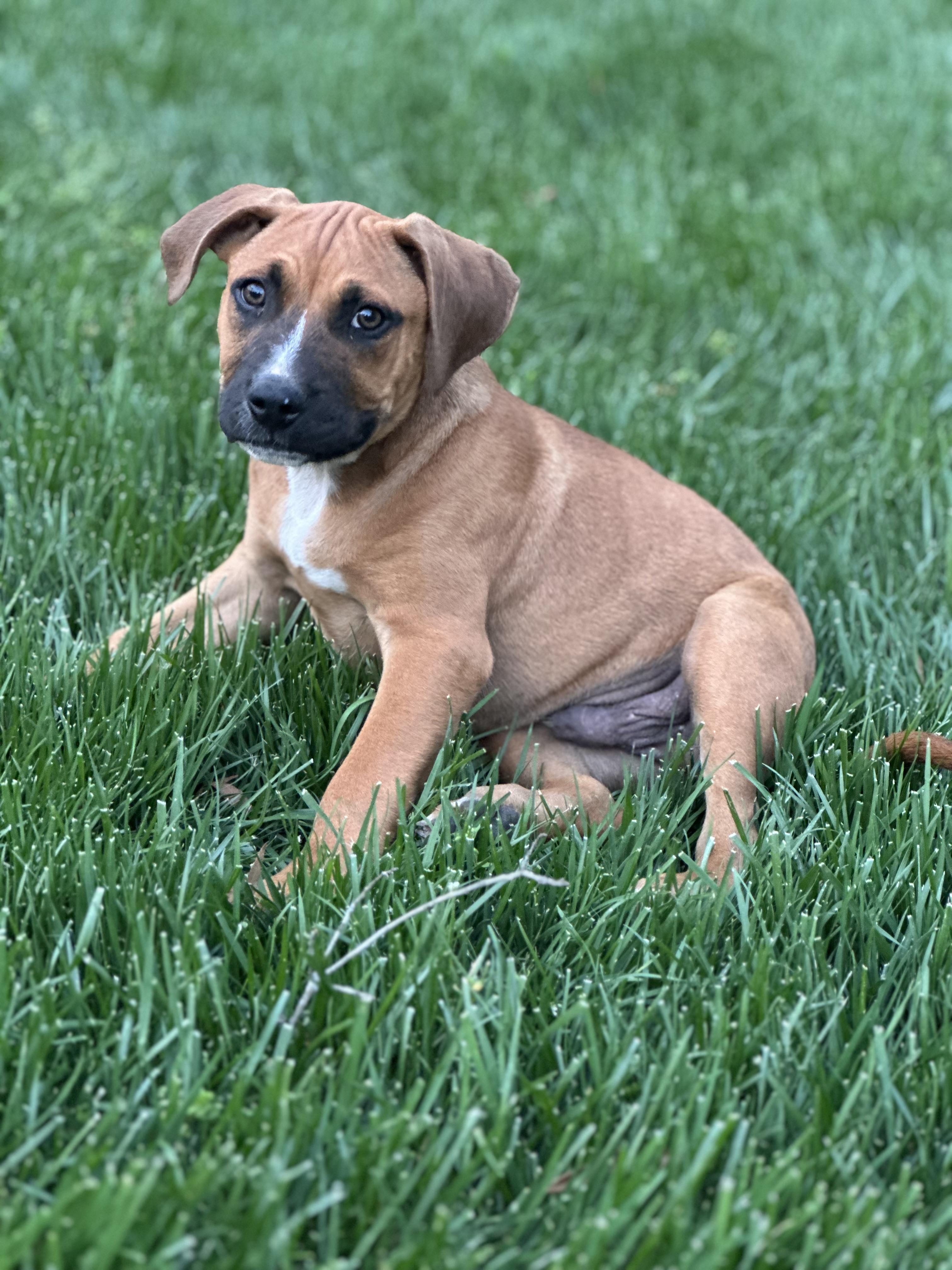 Enlarge Swayman, a ADOPTABLE mixed breed in Maiden, NC image 1/2