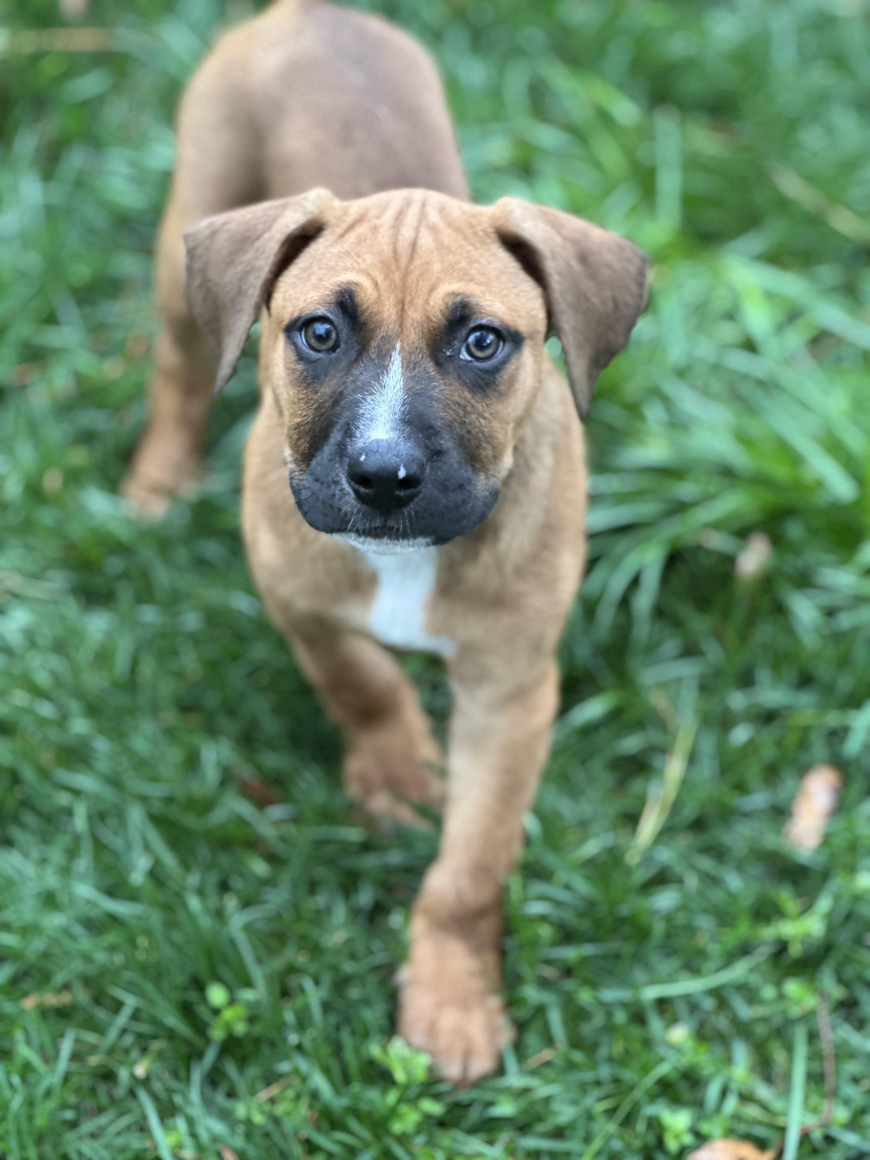 Enlarge Swayman, a ADOPTABLE mixed breed in Maiden, NC image 2/2