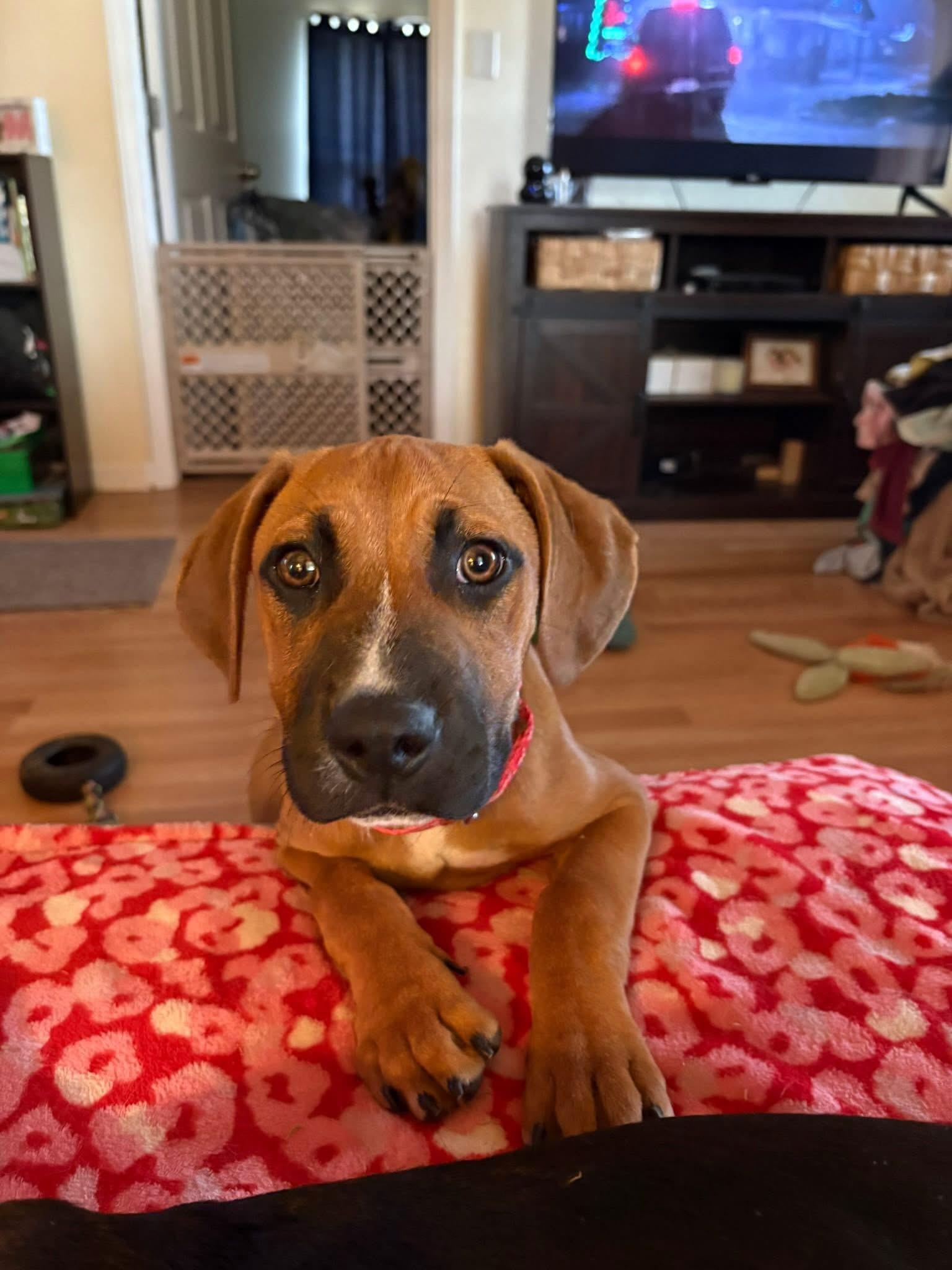 Swayman, a ADOPTABLE mixed breed in Maiden, NC image 5/5