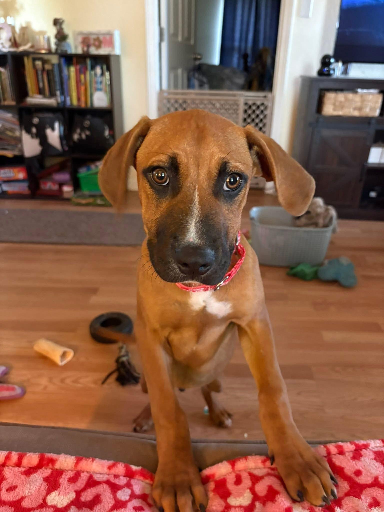 Swayman, ADOPTABLE, Puppy Male Boxer & Labrador Retriever.
