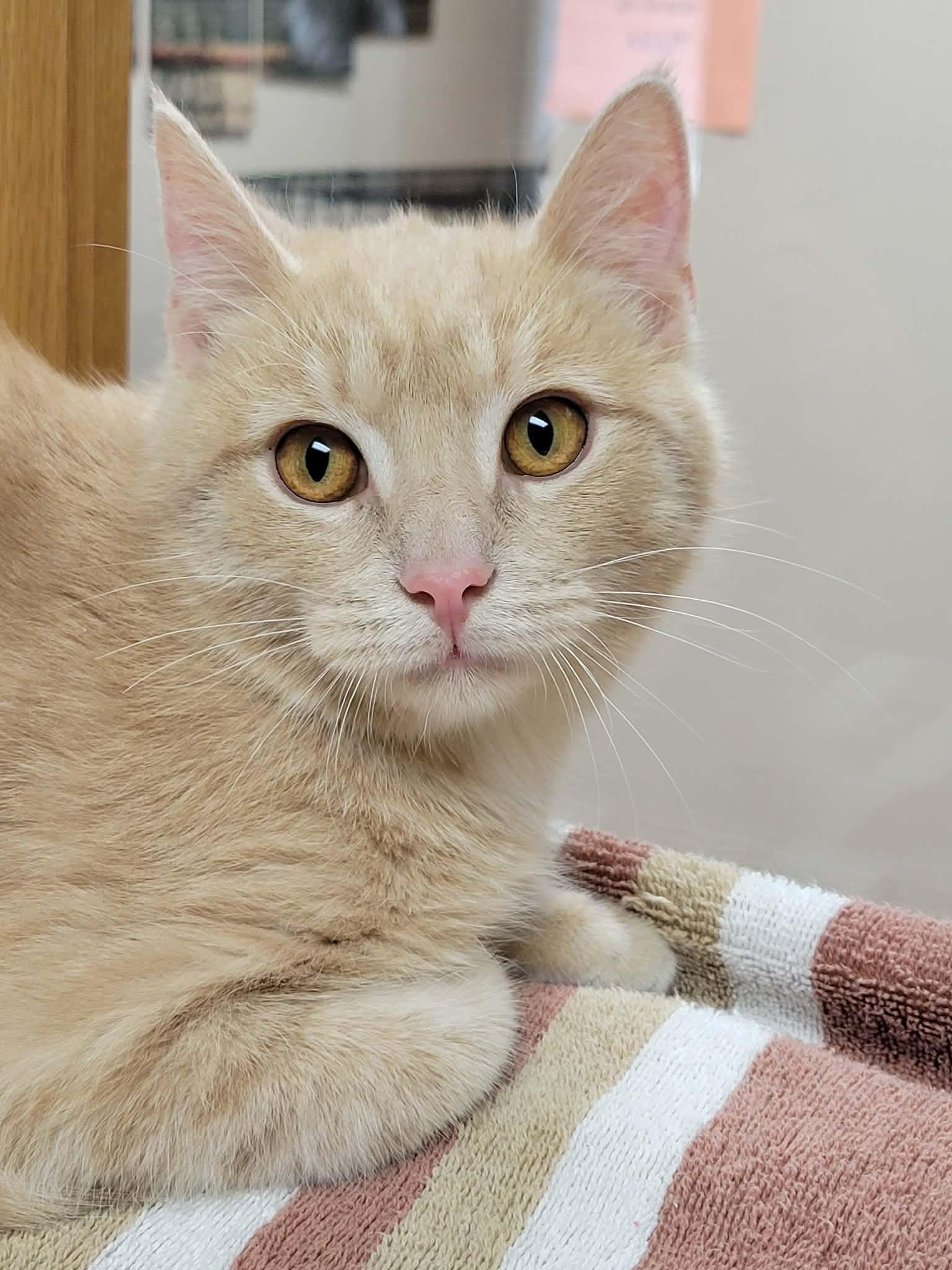 Enlarge Wren, a ADOPTABLE Domestic Short Hair in Portage, WI image 1/2