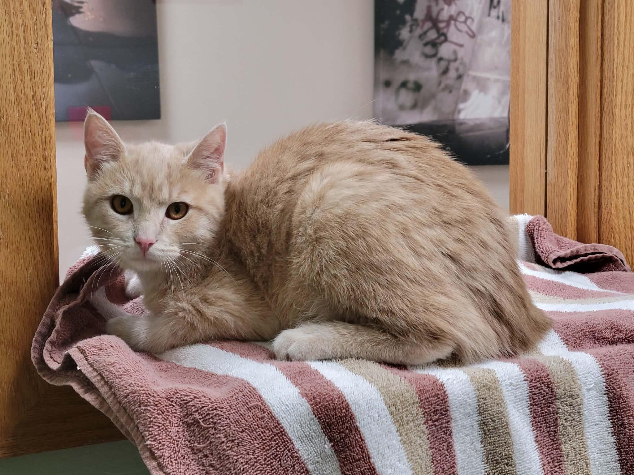 Enlarge Wren, a ADOPTABLE Domestic Short Hair in Portage, WI image 2/2