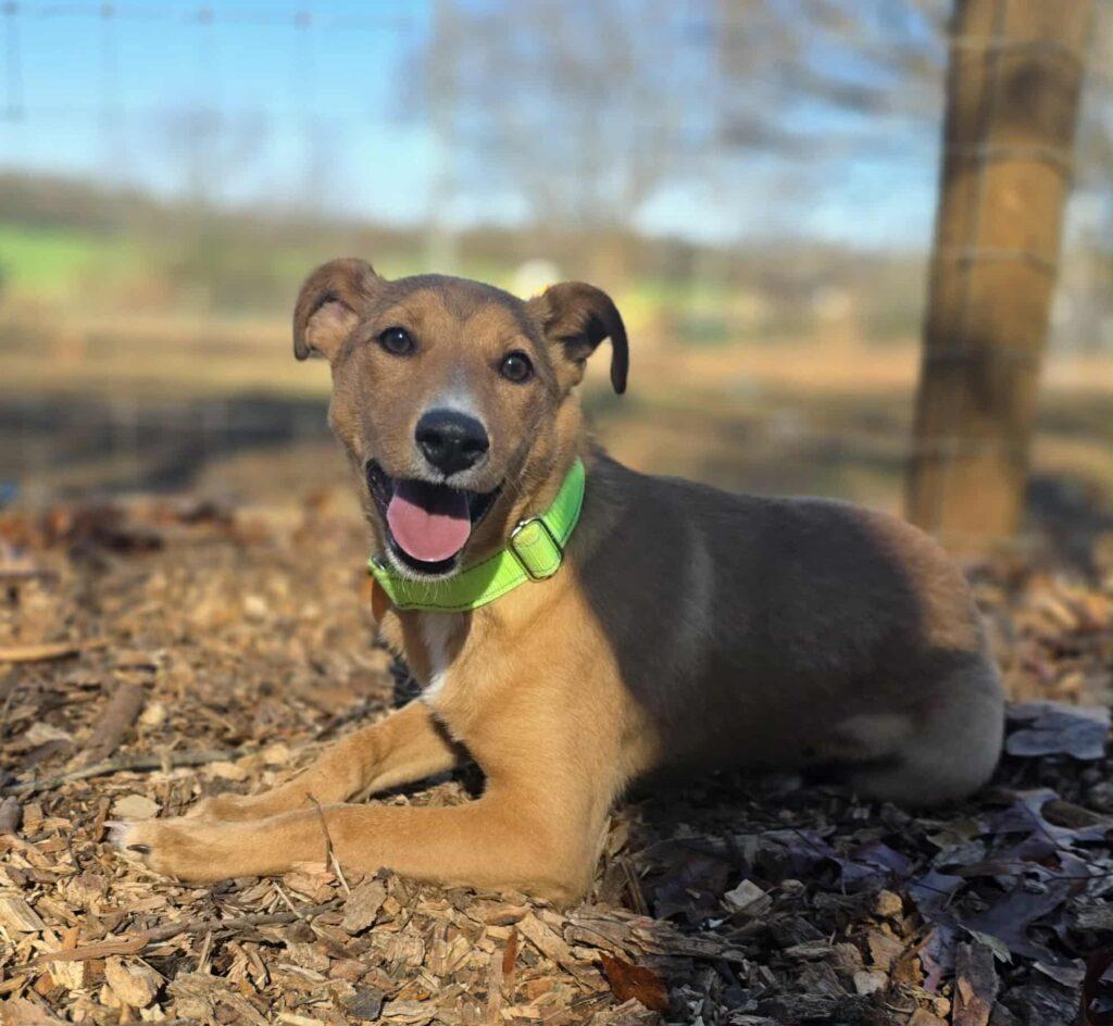 Fiona, ADOPTABLE, Young Female Terrier.