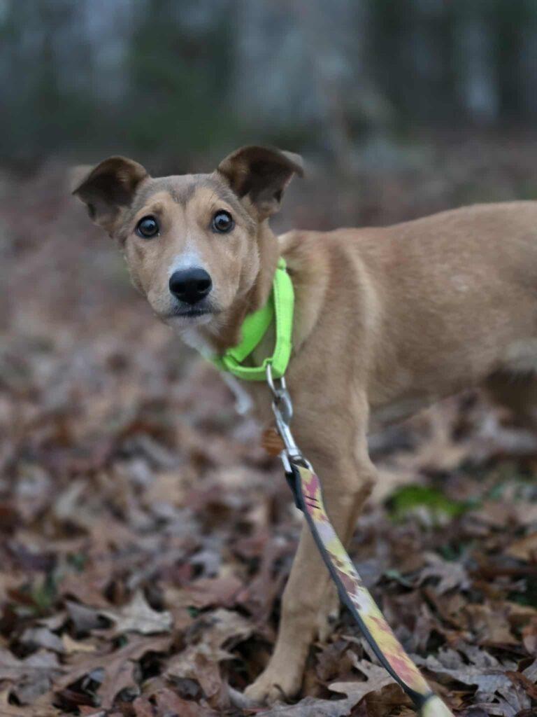 Enlarge Fiona, a ADOPTABLE mixed breed in Red Hook, NY image 2/3