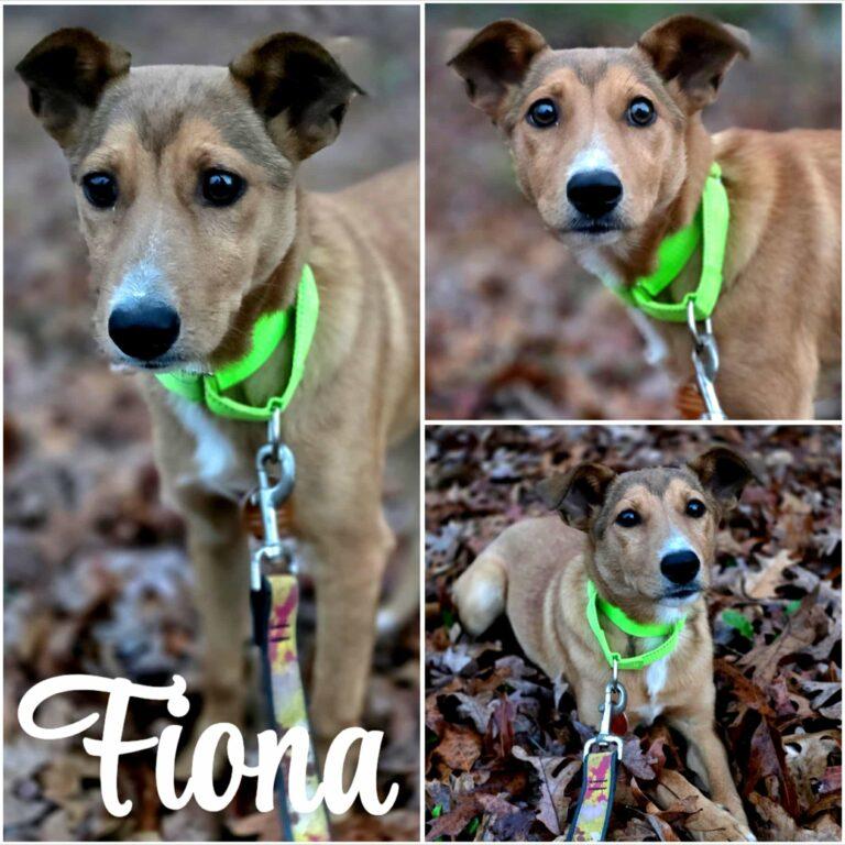Enlarge Fiona, a ADOPTABLE mixed breed in Red Hook, NY image 3/3