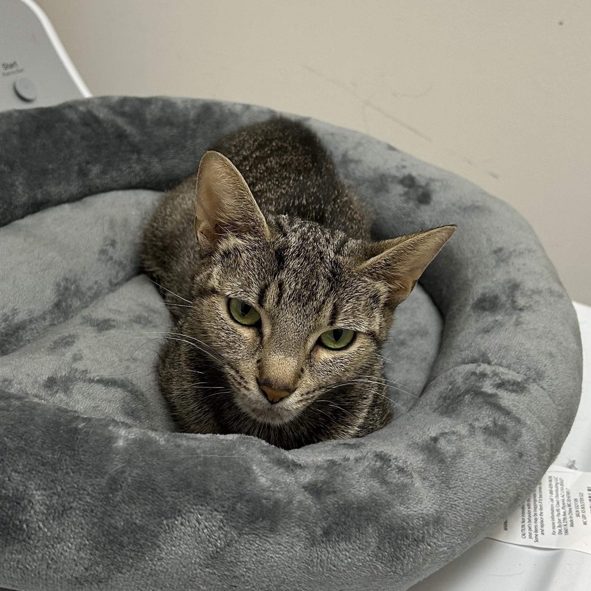 Cannoli, ADOPTABLE, Young Female Tabby.