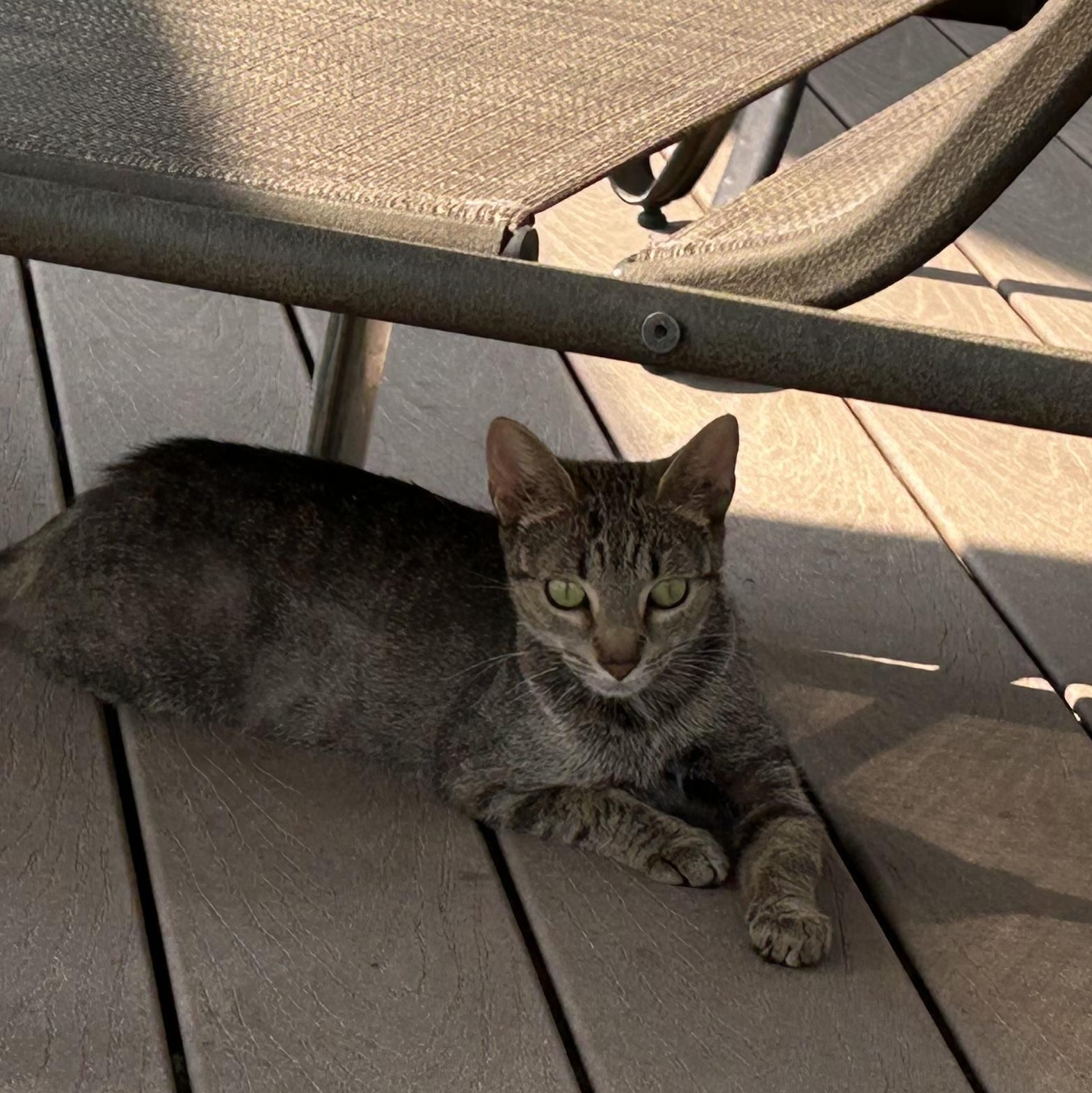 Enlarge Cannoli, a ADOPTABLE Tabby in Frederick, MD image 2/2