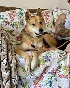 Ambrose, Adoptable, Senior Male Shepherd & Shiba Inu.