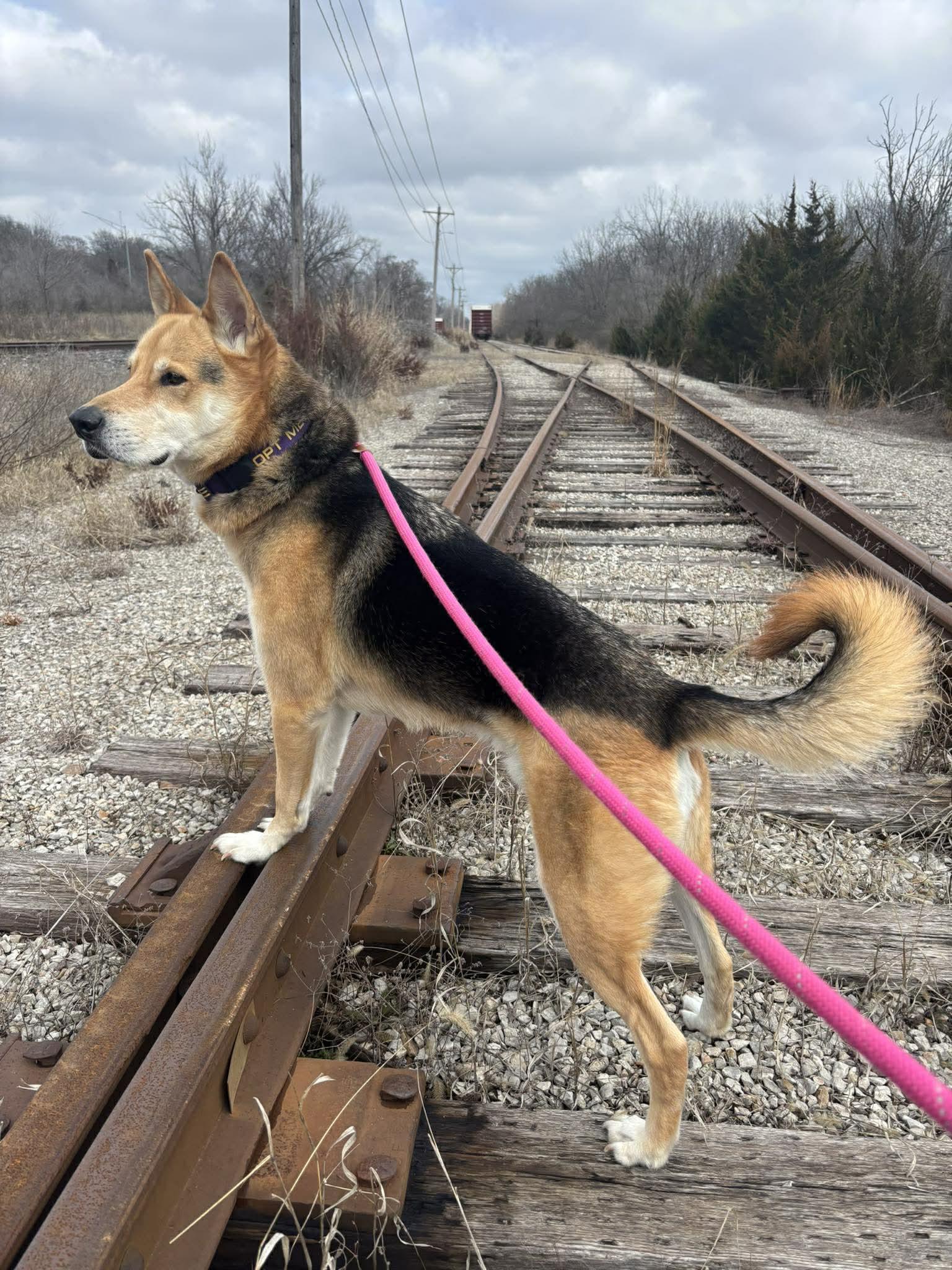 Enlarge Ambrose, a Adoptable mixed breed in Independence, MO image 6/6
