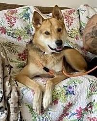 Ambrose, Adoptable, Senior Male Shepherd & Shiba Inu.