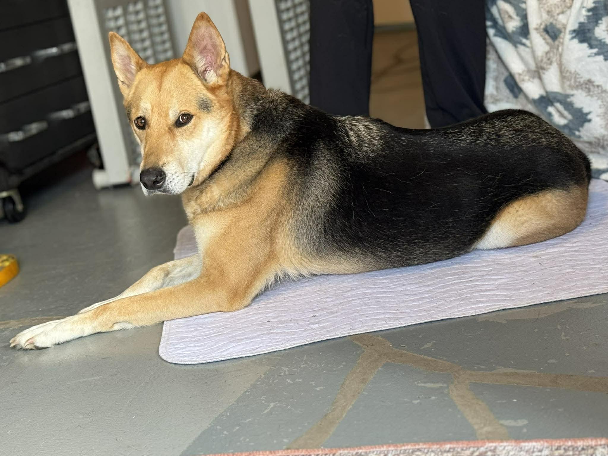 Enlarge Ambrose, a Adoptable mixed breed in Independence, MO image 5/6