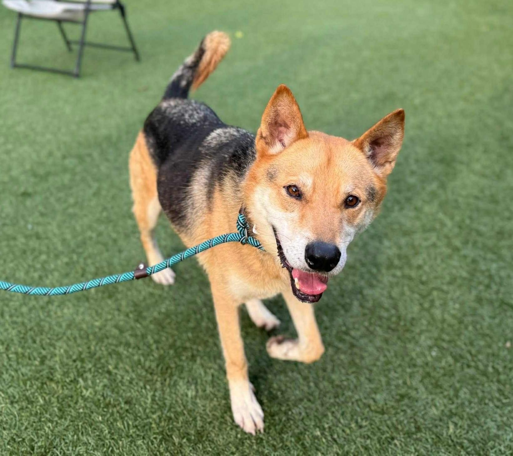 Ambrose, a Adoptable mixed breed in Independence, MO image 3/4