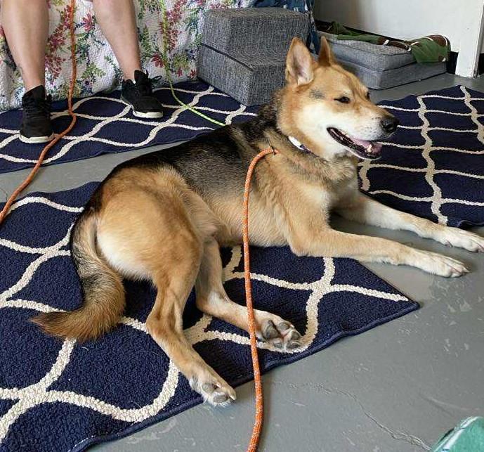 Ambrose, a Adoptable mixed breed in Independence, MO image 4/4
