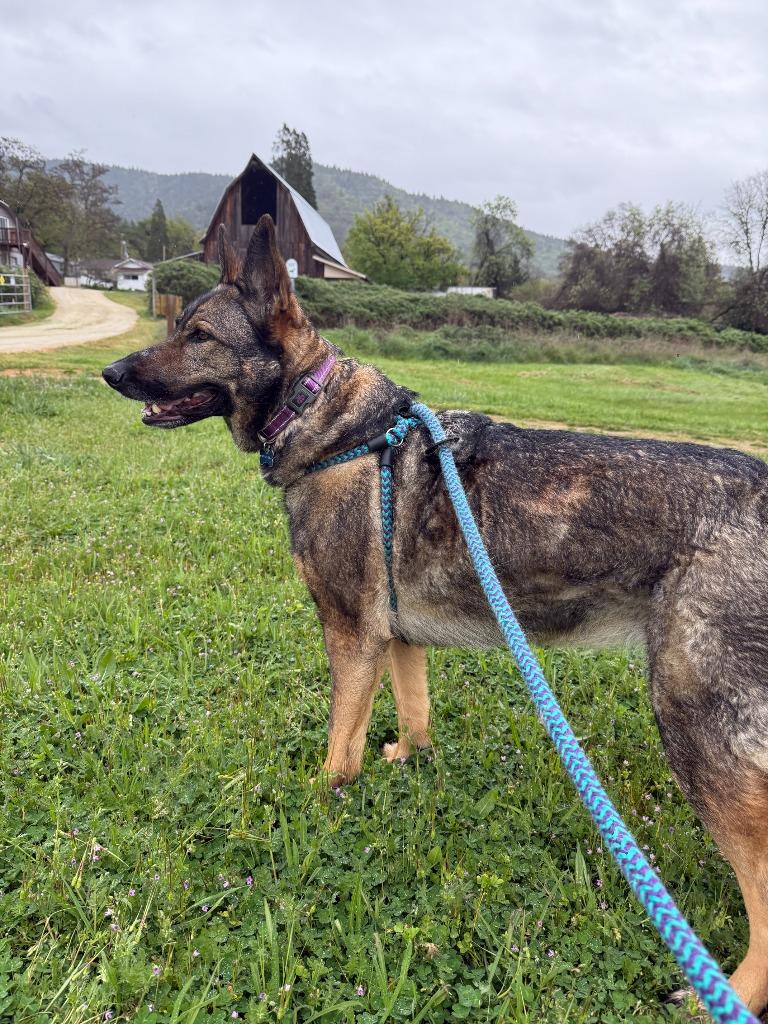 Enlarge Maya, a Adoptable German Shepherd Dog in Grants Pass, OR image 1/6