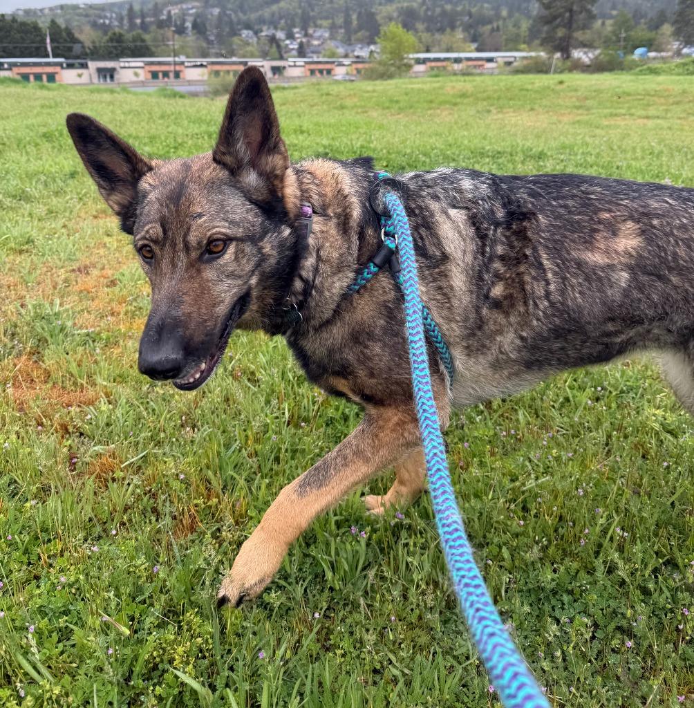 Enlarge Maya, a Adoptable German Shepherd Dog in Grants Pass, OR image 2/6