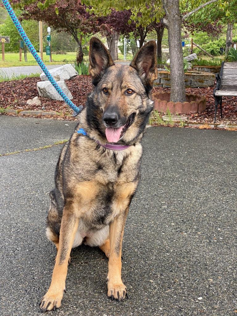 Enlarge Maya, a Adoptable German Shepherd Dog in Grants Pass, OR image 3/6