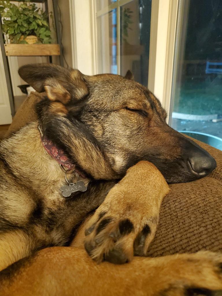 Enlarge Maya, a Adoptable German Shepherd Dog in Grants Pass, OR image 4/6