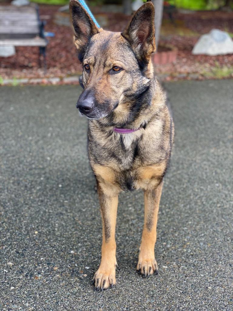 Enlarge Maya, a Adoptable German Shepherd Dog in Grants Pass, OR image 5/6