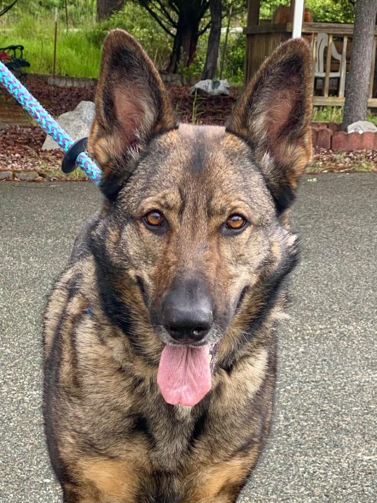 Enlarge Maya, a Adoptable German Shepherd Dog in Grants Pass, OR image 6/6