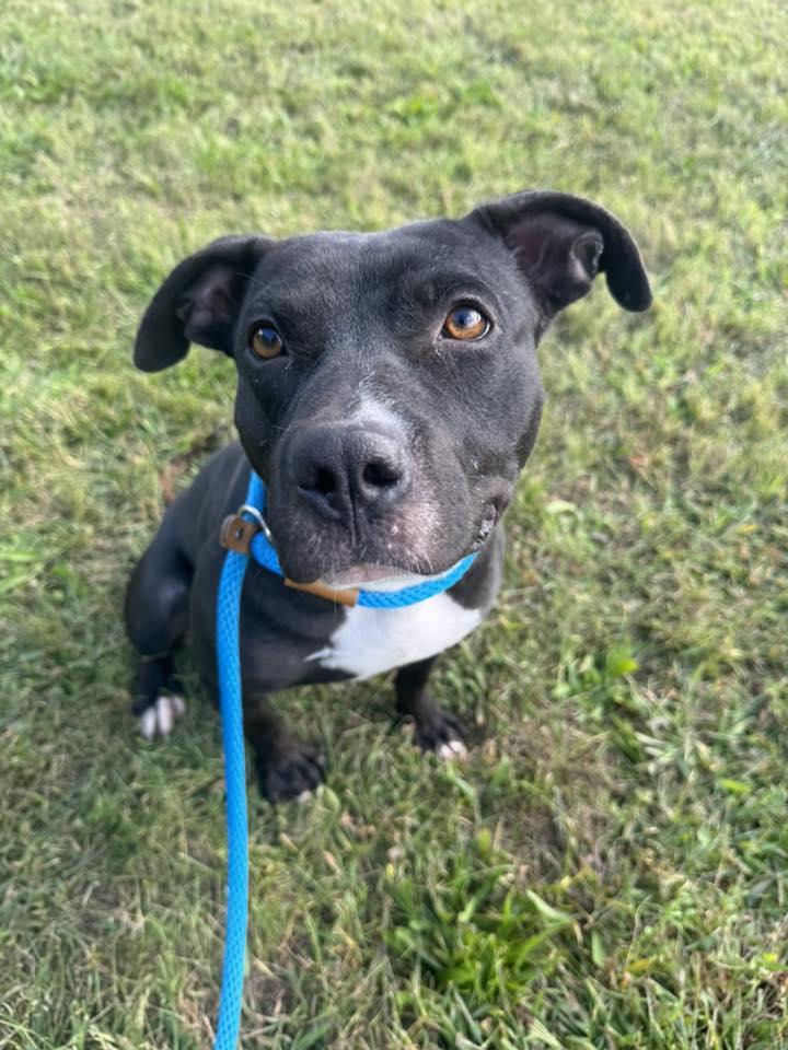 Guitar, a Adoptable Pit Bull Terrier in Crete, IL image 1/3