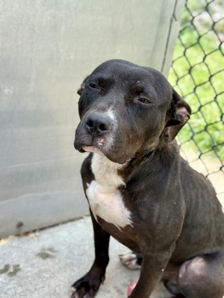 Guitar, a Adoptable Pit Bull Terrier in Crete, IL image 2/3