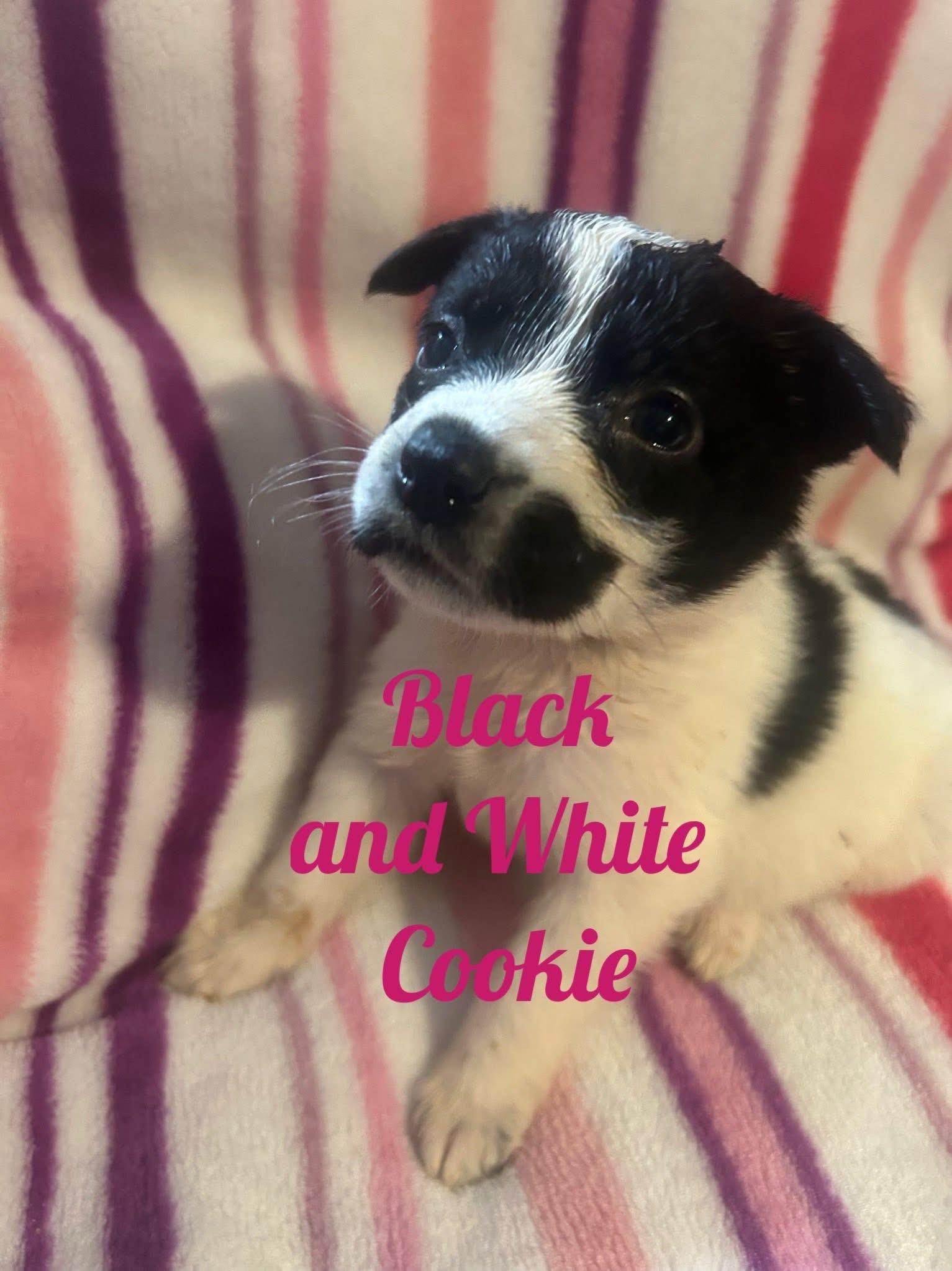 Enlarge SweetTreats-Cookie, a Adopted mixed breed in Hardin, MT image 1/1