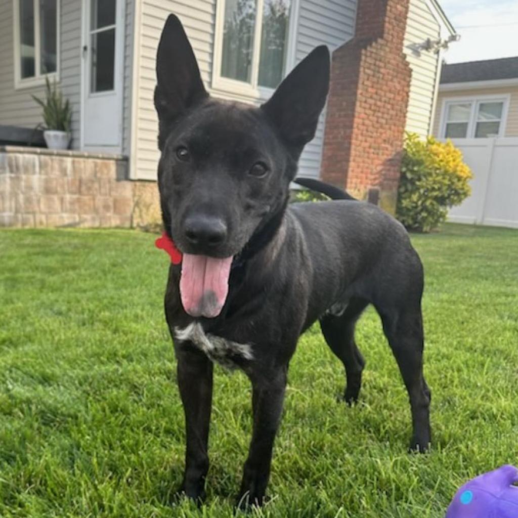 Zeke, Adoptable, Adult Male Dutch Shepherd.