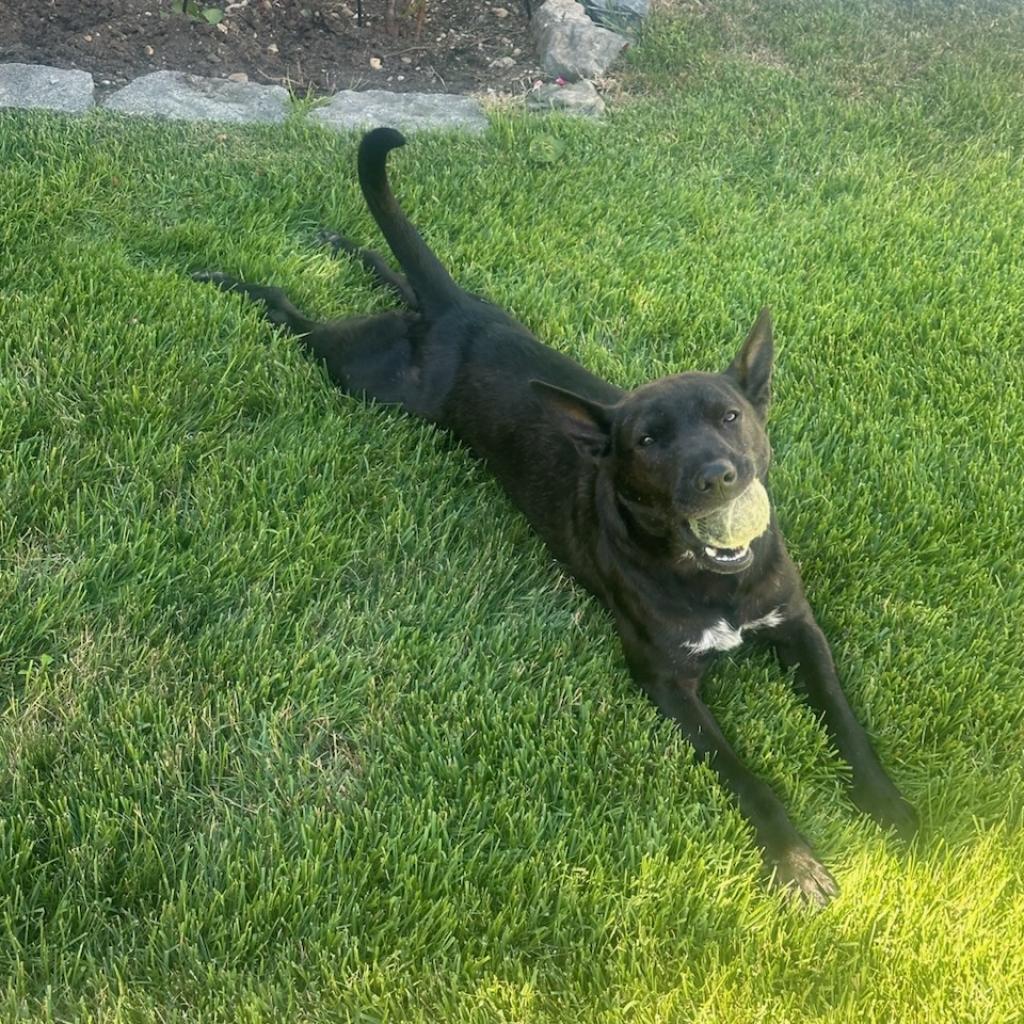 Zeke, a Adoptable mixed breed in West Islip, NY image 2/5