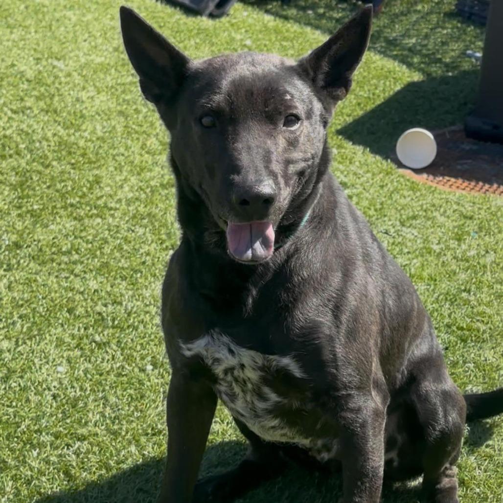 Zeke, a Adoptable mixed breed in West Islip, NY image 4/5