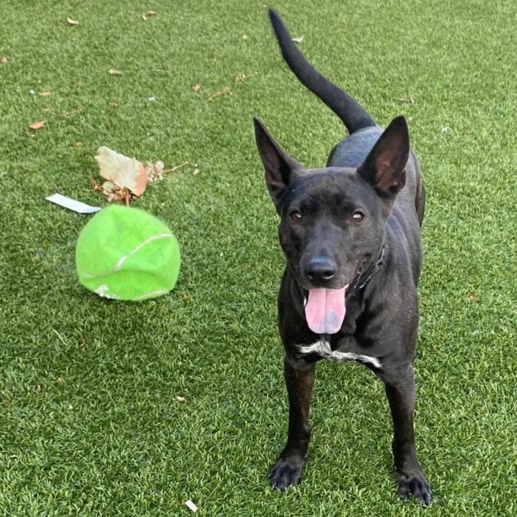 Zeke, a Adoptable mixed breed in West Islip, NY image 5/5