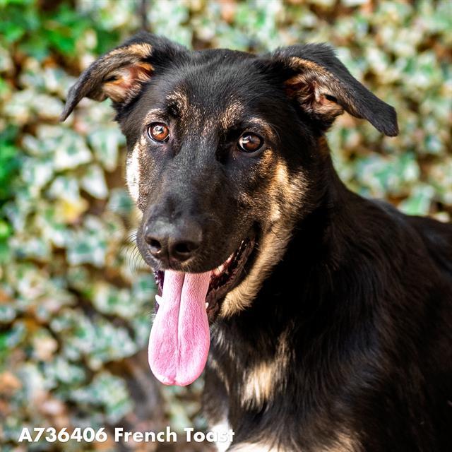 Enlarge FRENCH TOAST, a Adoptable German Shepherd Dog in Sacramento, CA image 1/1