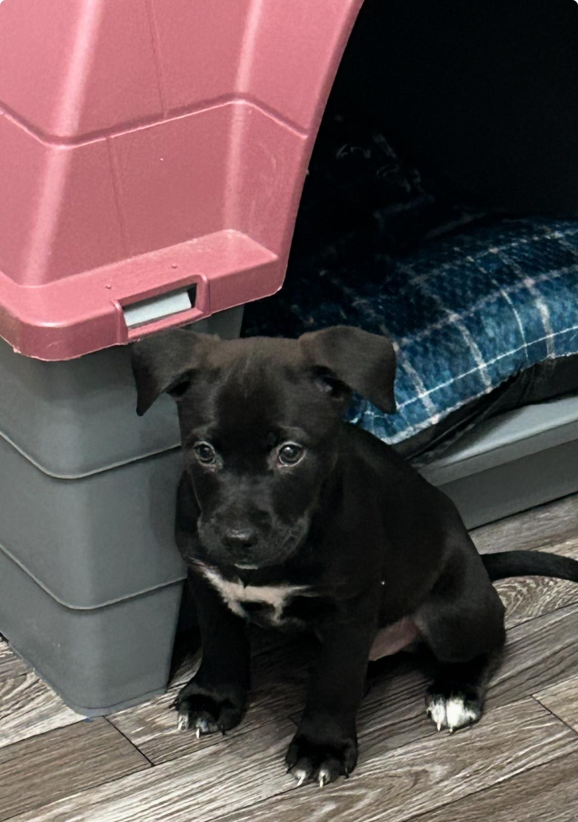 Pebbles, adopted, Puppy Female Terrier & Labrador Retriever.