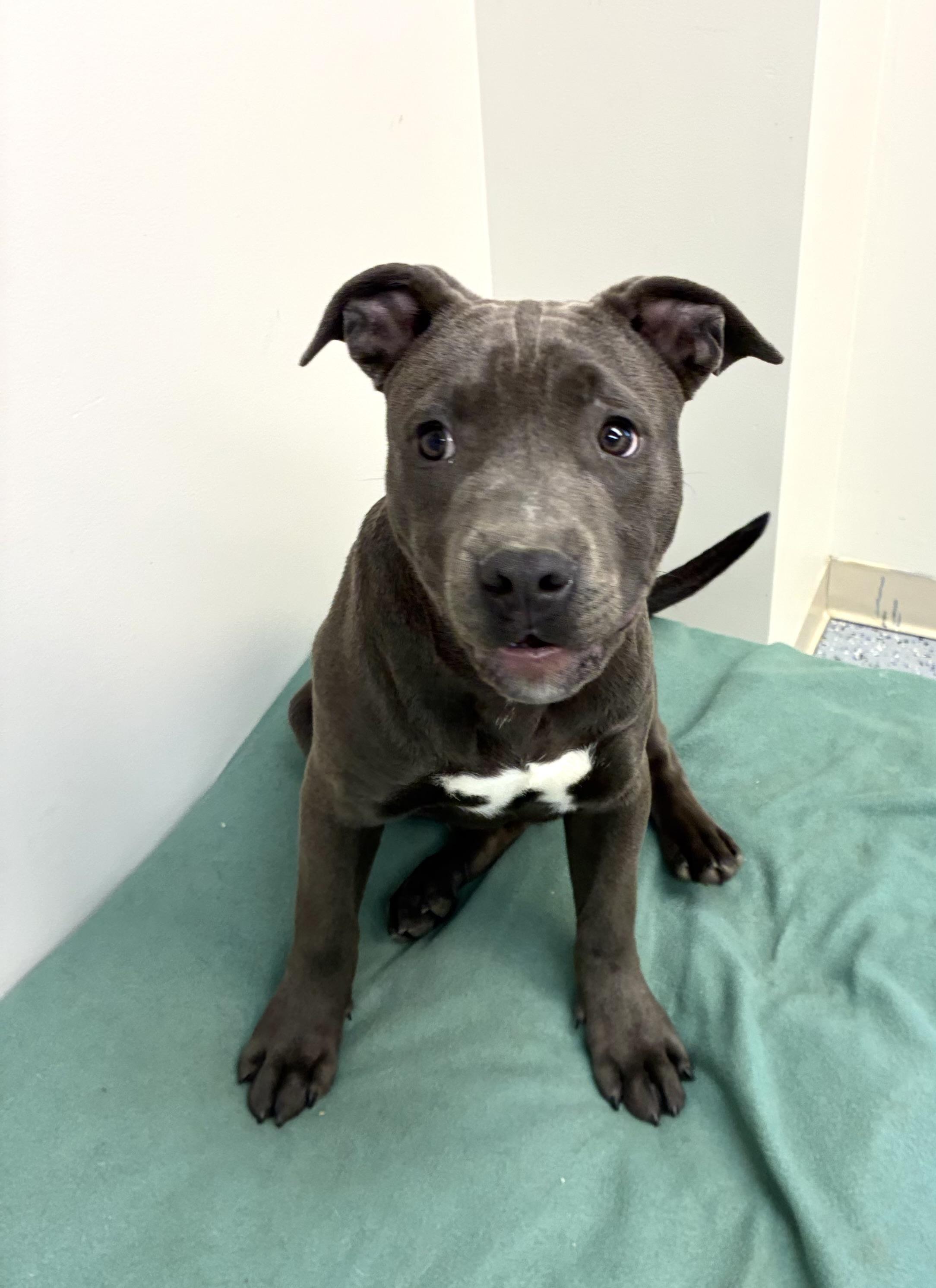 Enlarge Tank, a Adoptable Staffordshire Bull Terrier in Senatobia, MS image 1/5