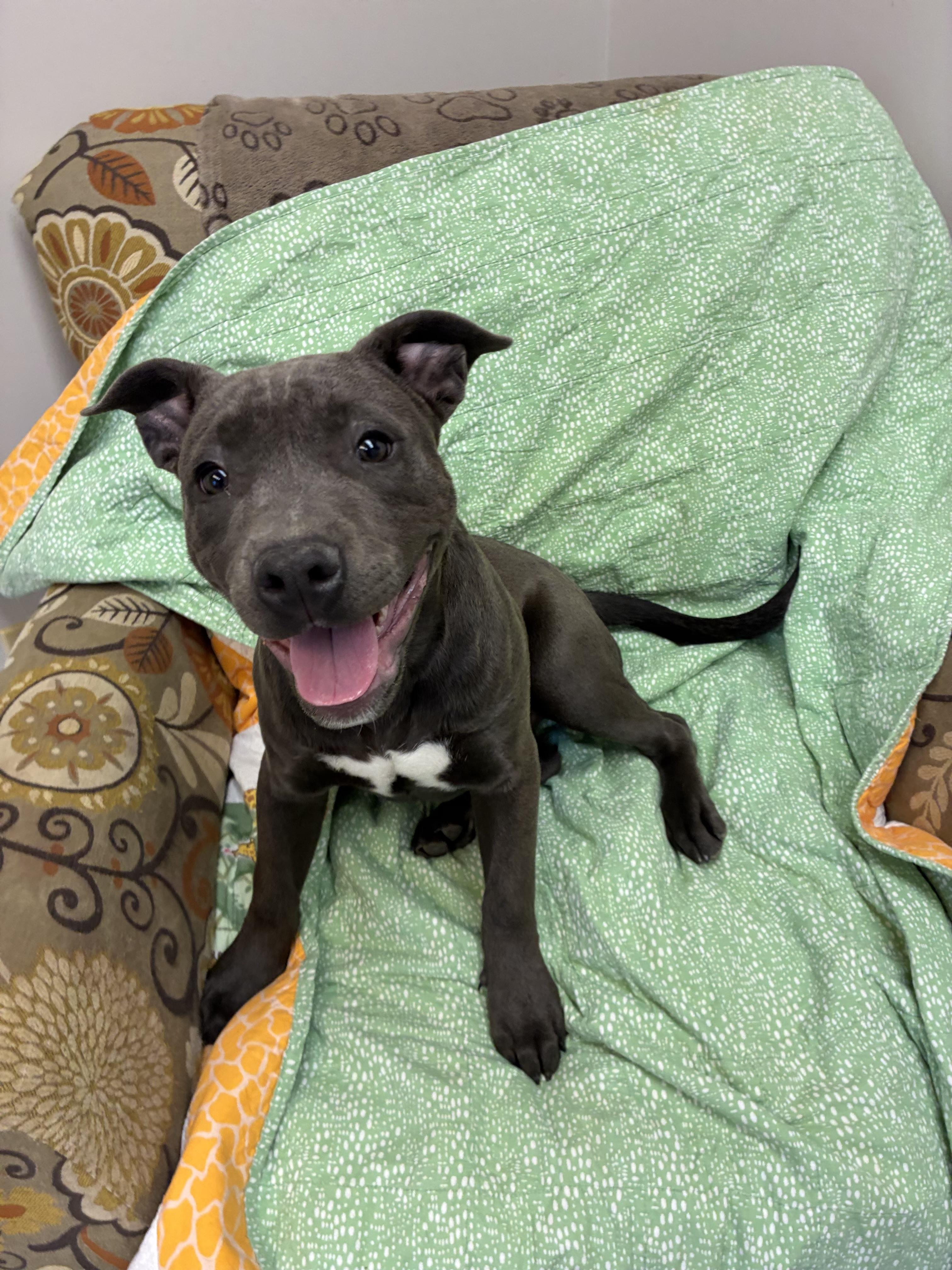 Enlarge Tank, a Adoptable Staffordshire Bull Terrier in Senatobia, MS image 5/5