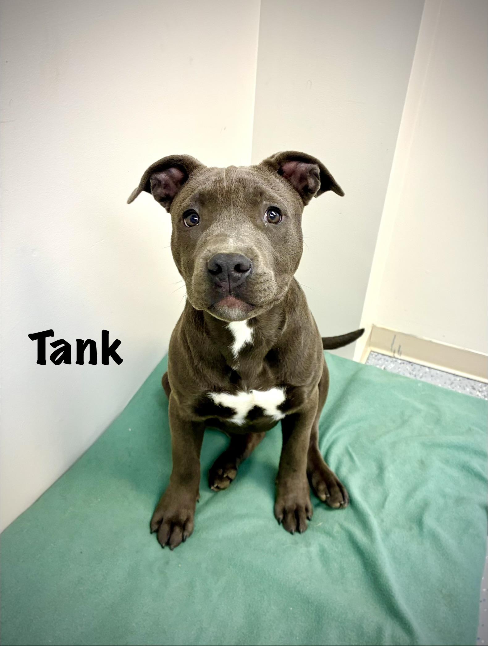 Enlarge Tank, a Adoptable Staffordshire Bull Terrier in Senatobia, MS image 4/5