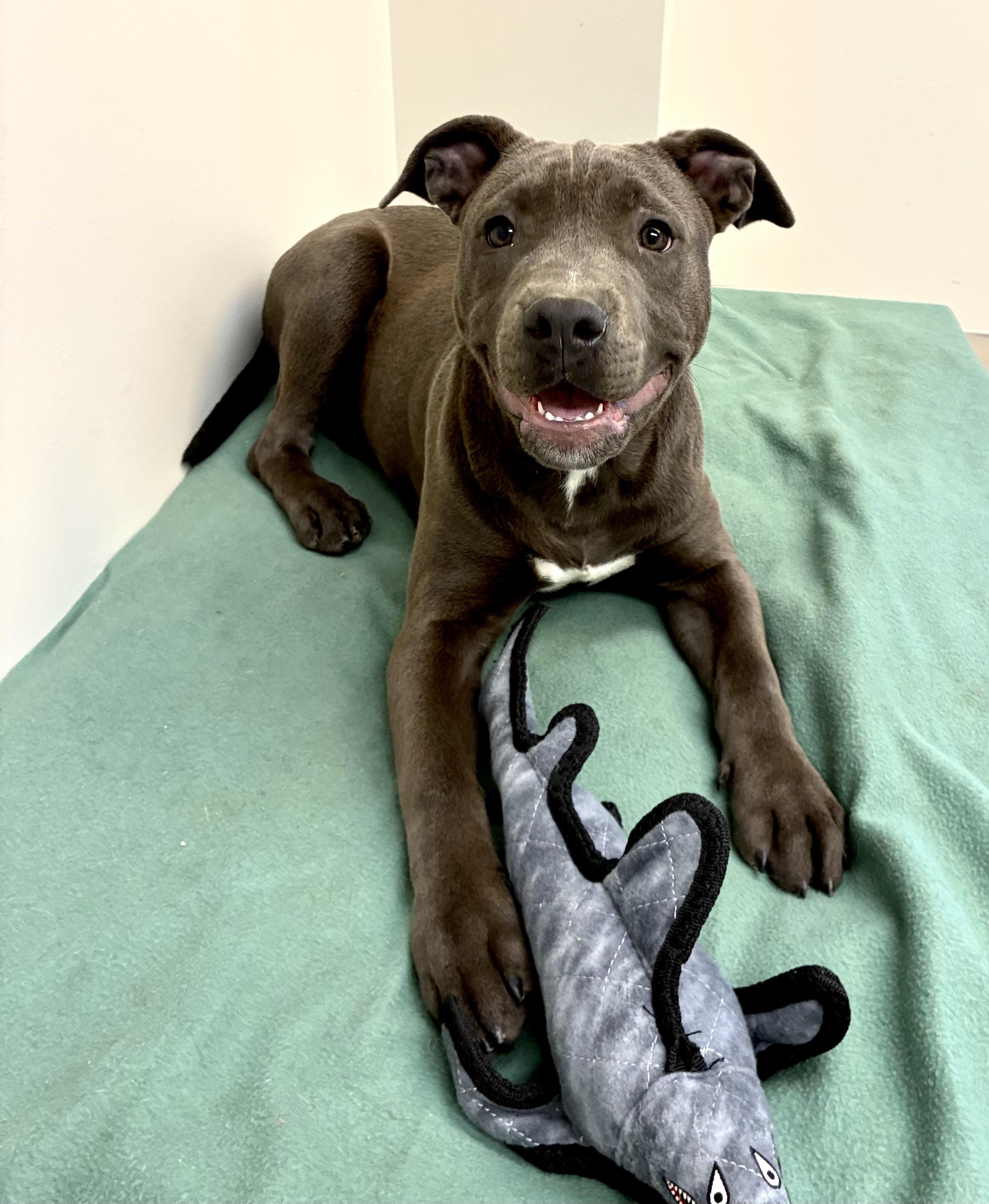 Enlarge Tank, a Adoptable Staffordshire Bull Terrier in Senatobia, MS image 2/5