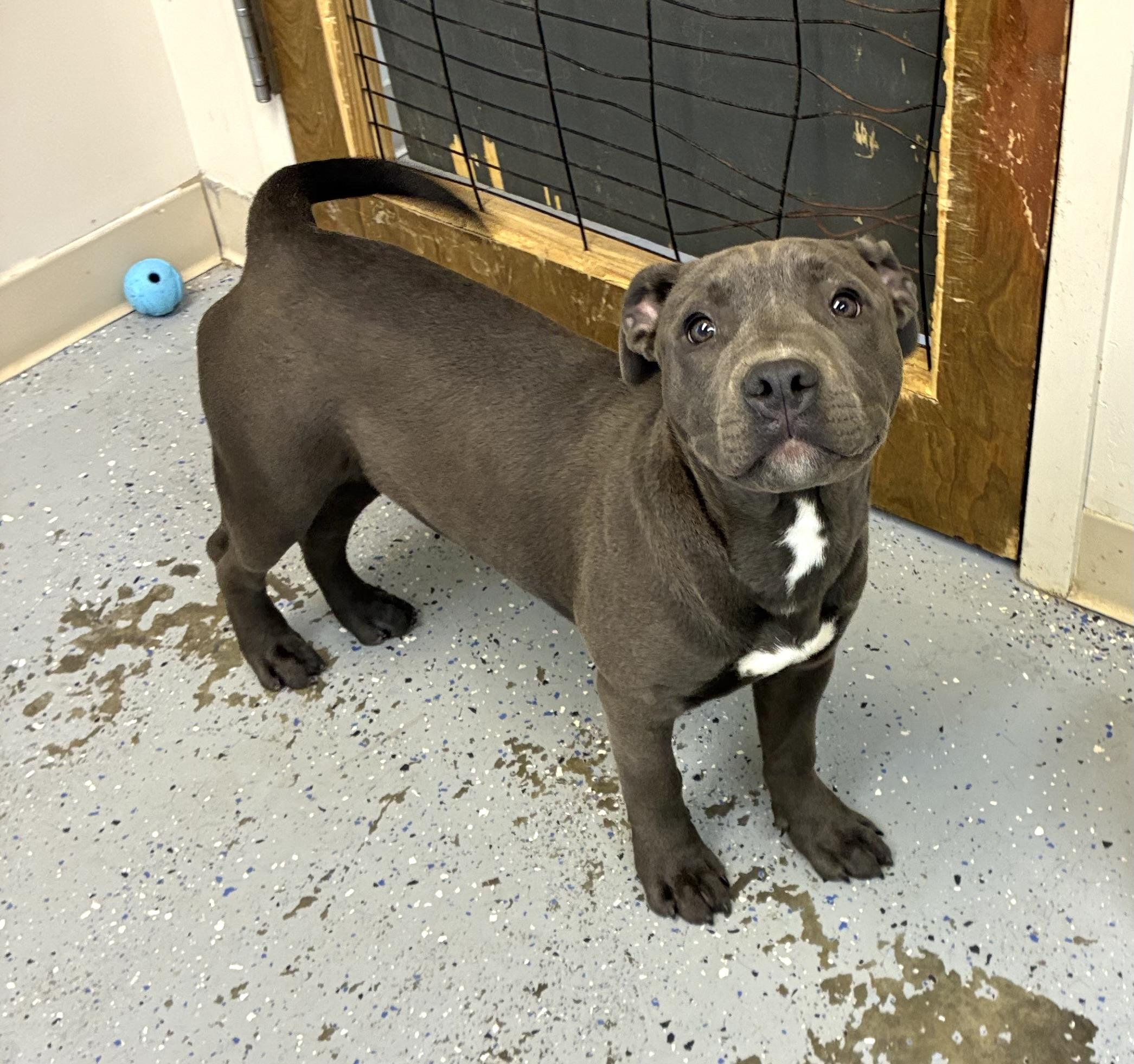 Enlarge Tank, a Adoptable Staffordshire Bull Terrier in Senatobia, MS image 3/5