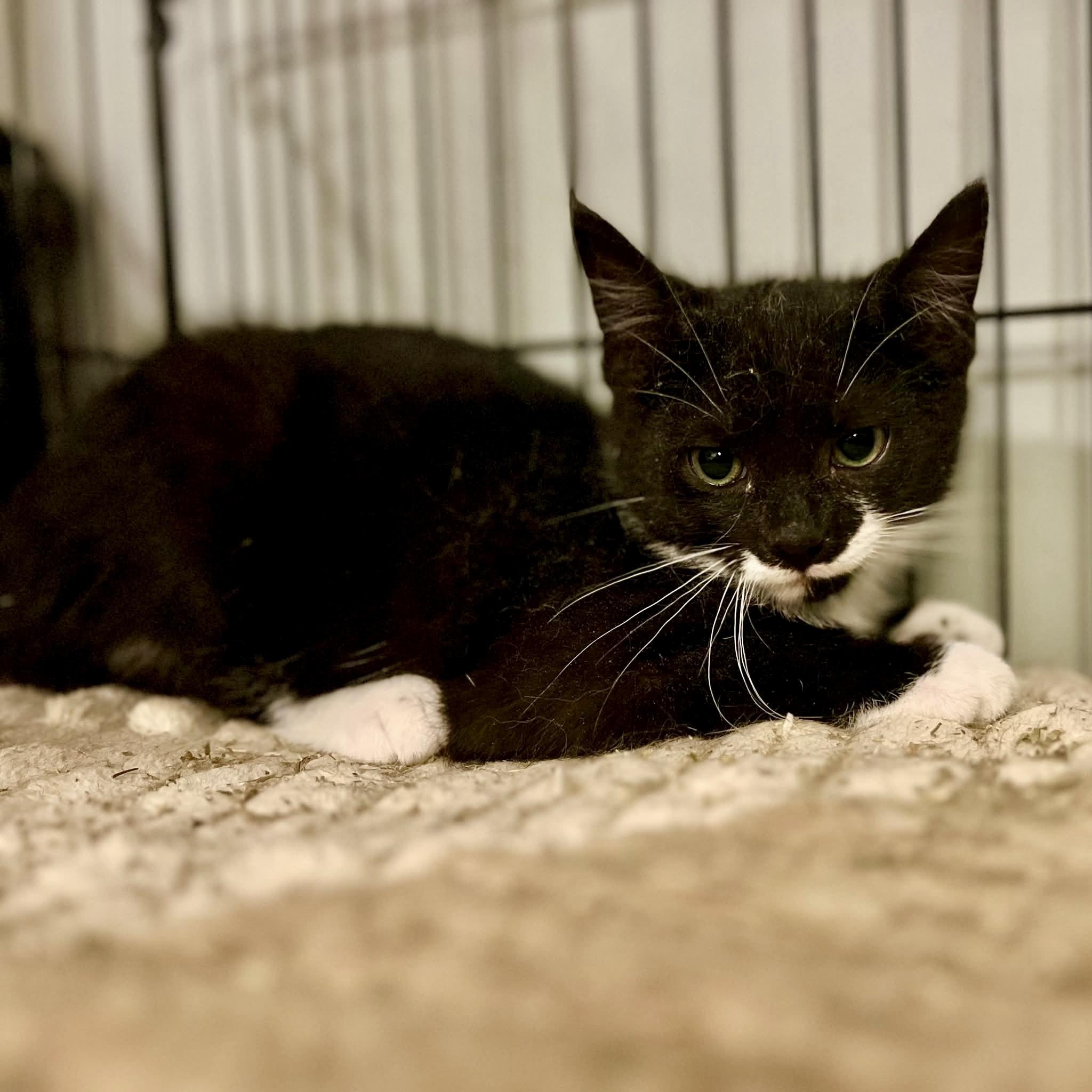 Hollywood, a Adoptable mixed breed in Griswold, CT image 2/3