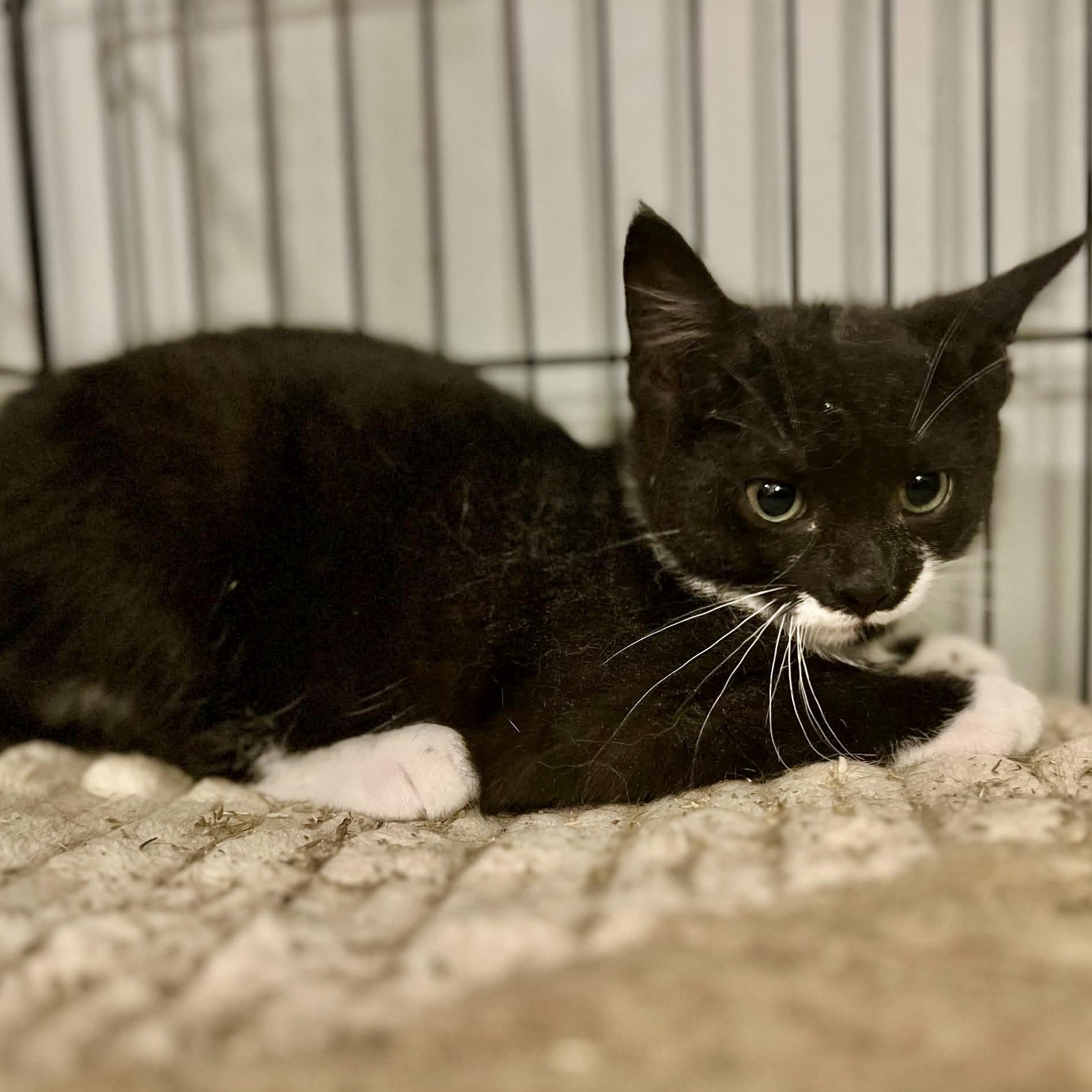 Hollywood, a Adoptable mixed breed in Griswold, CT image 3/3