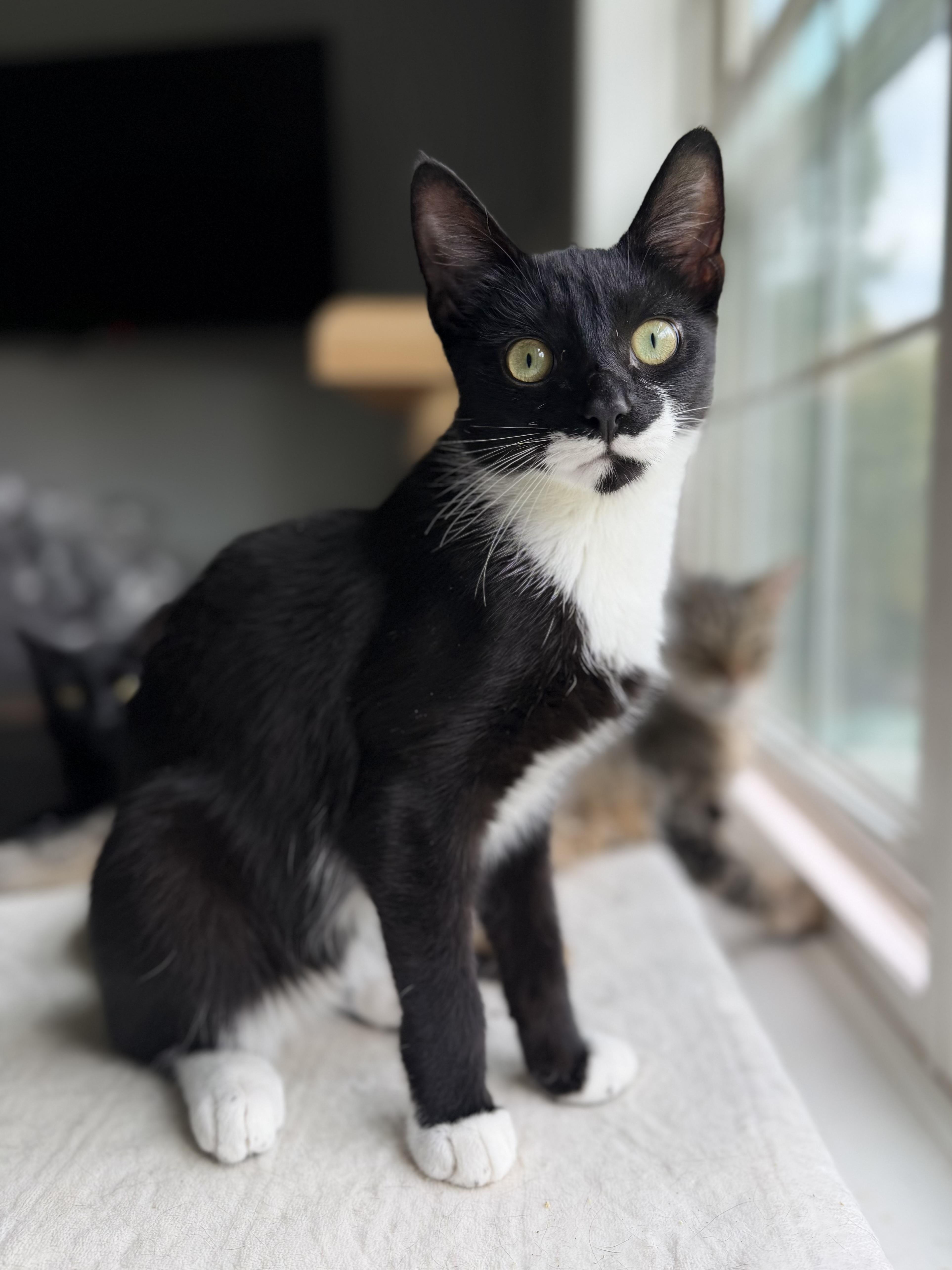 Hollywood, Adoptable, Young Male Domestic Short Hair.