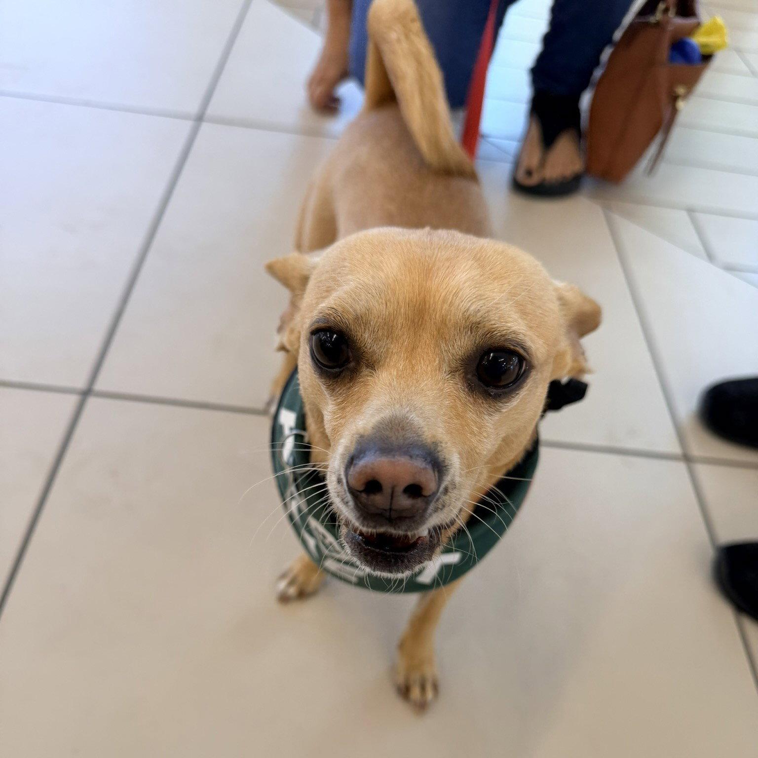 Simon, Adoptable, Adult Male Chihuahua.