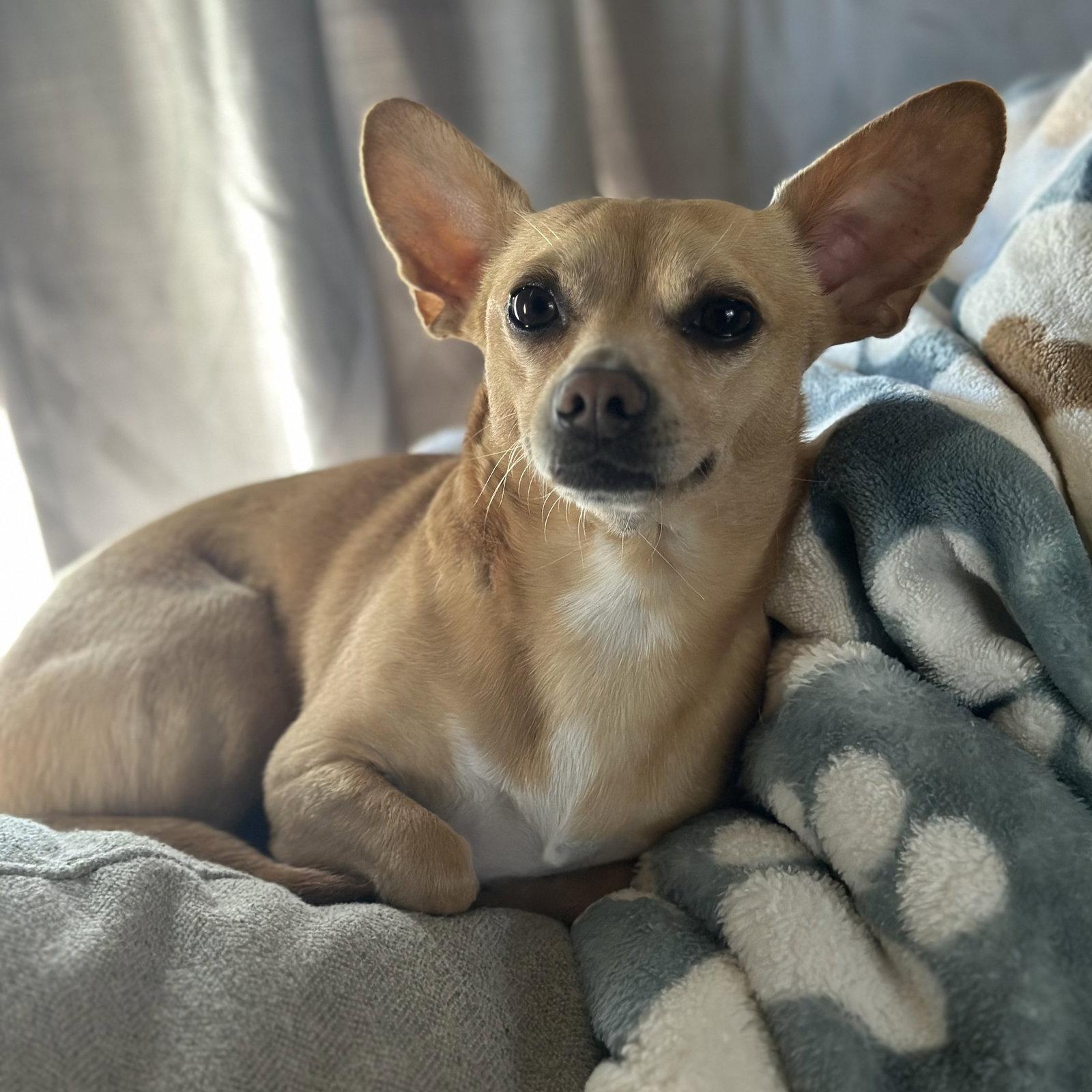 Enlarge Simon, a Adoptable Chihuahua in San Jose, CA image 2/3