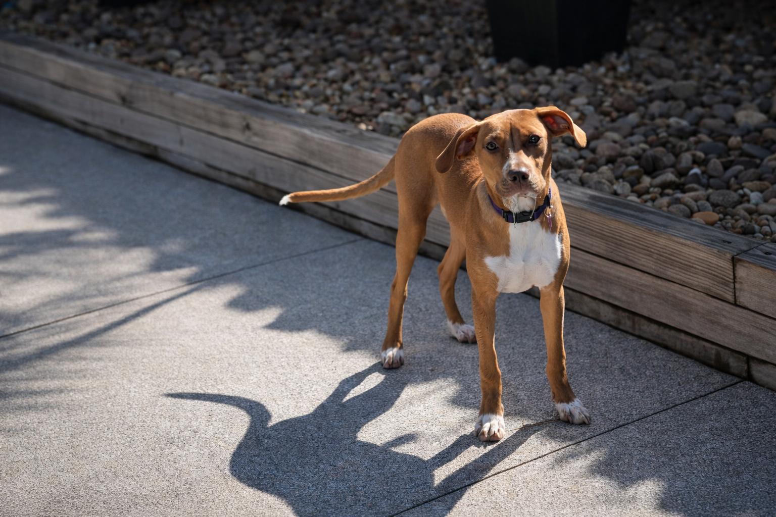 Enlarge TOFFEE, a Adoptable mixed breed in Evans, GA image 5/6