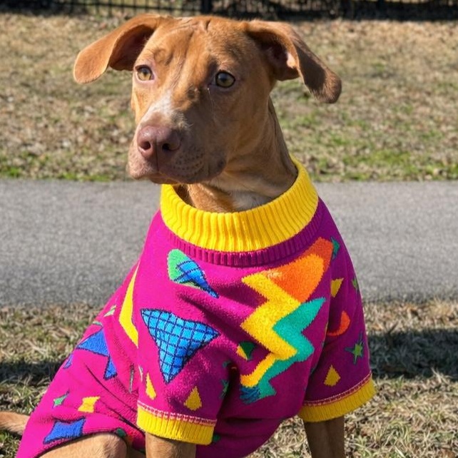 Enlarge TOFFEE, a Adoptable mixed breed in Evans, GA image 1/6