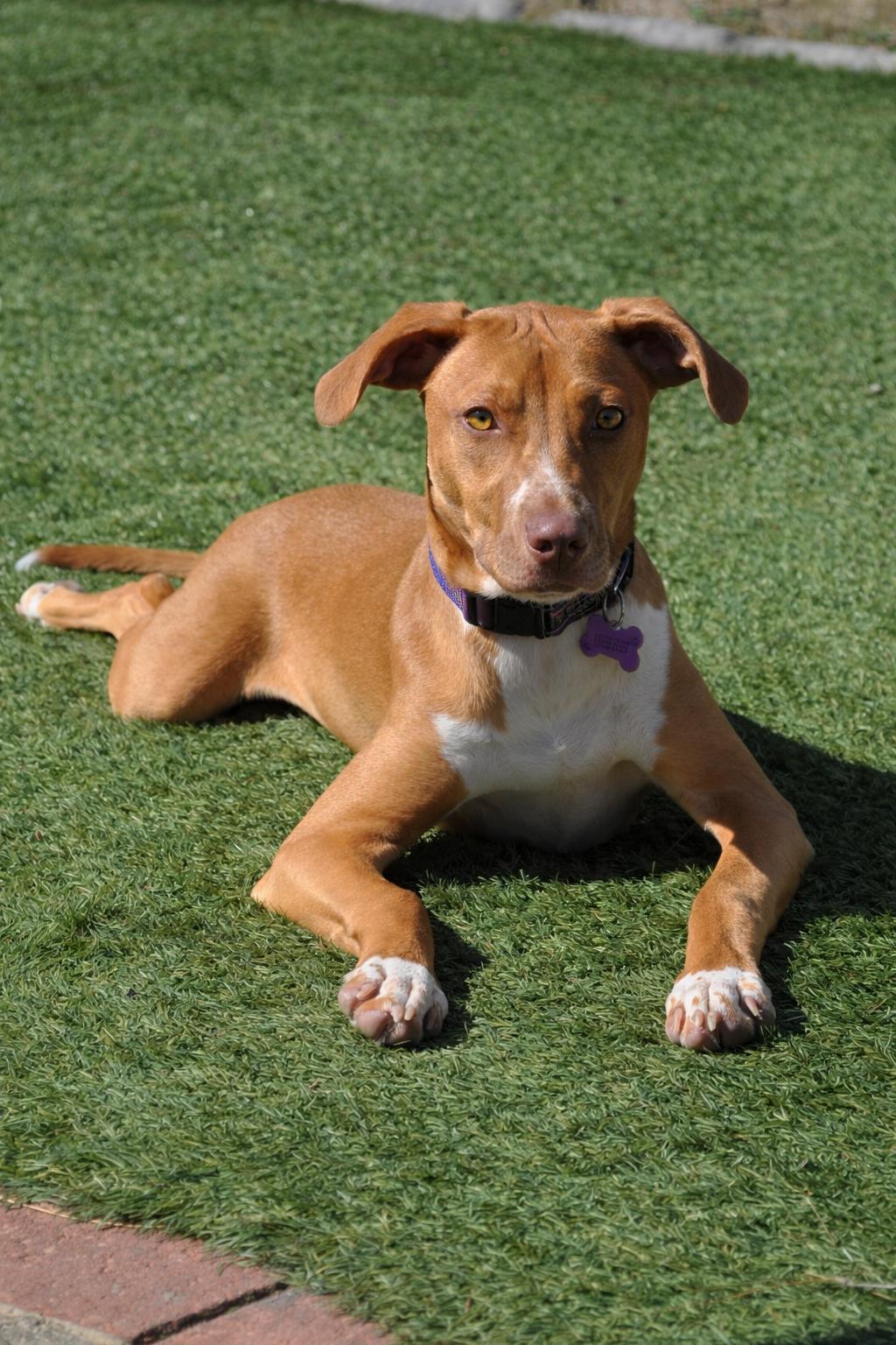 Enlarge TOFFEE, a Adoptable mixed breed in Evans, GA image 3/6