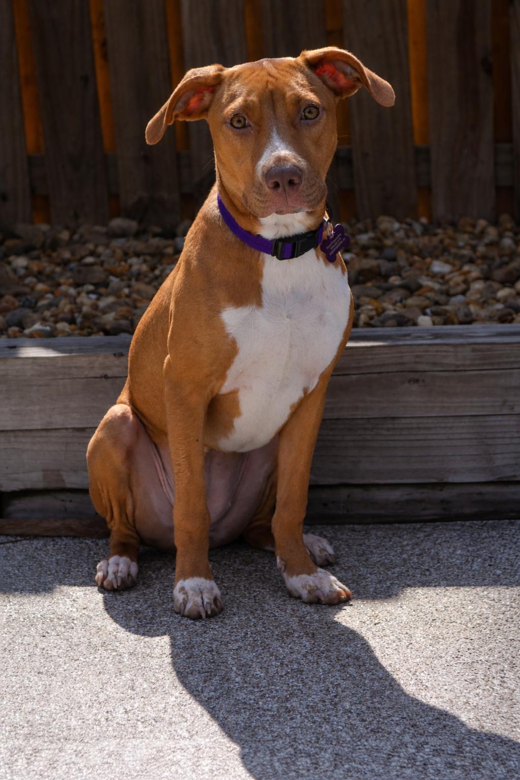 Enlarge TOFFEE, a Adoptable mixed breed in Evans, GA image 4/6