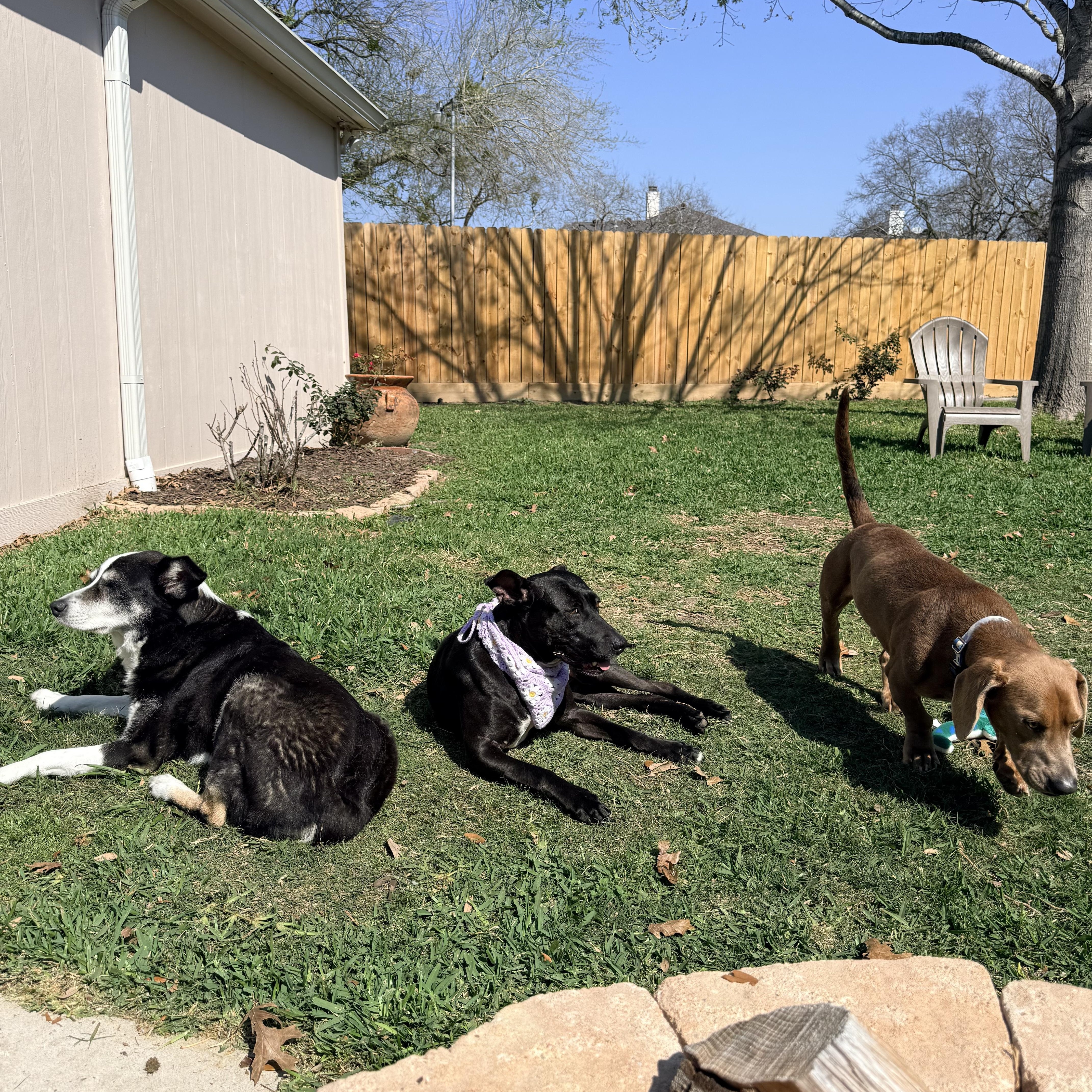 Enlarge Bonnie, a Adoptable mixed breed in Englewood, CO image 2/6