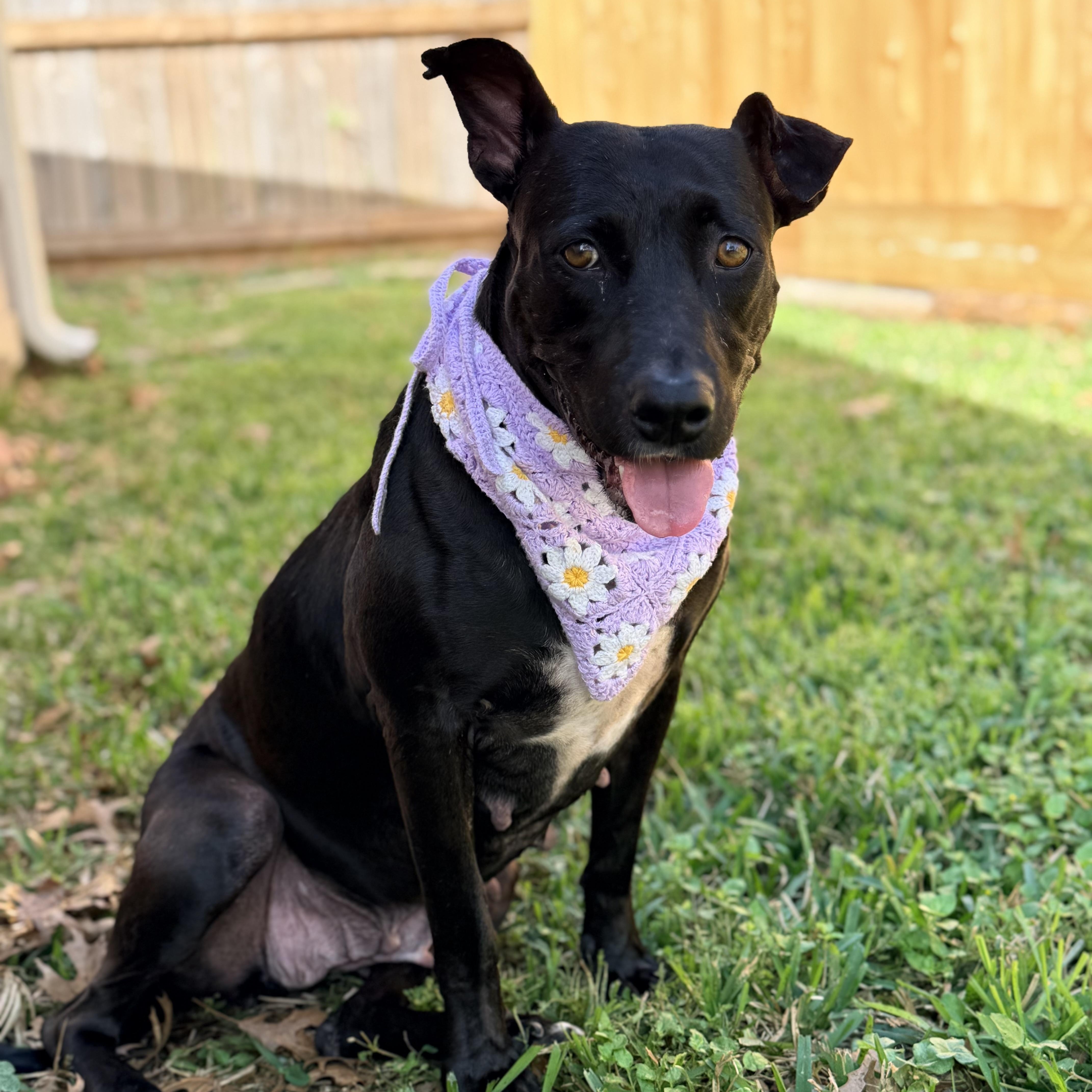 Bonnie, Adoptable, Adult Female Labrador Retriever & Pit Bull Terrier.