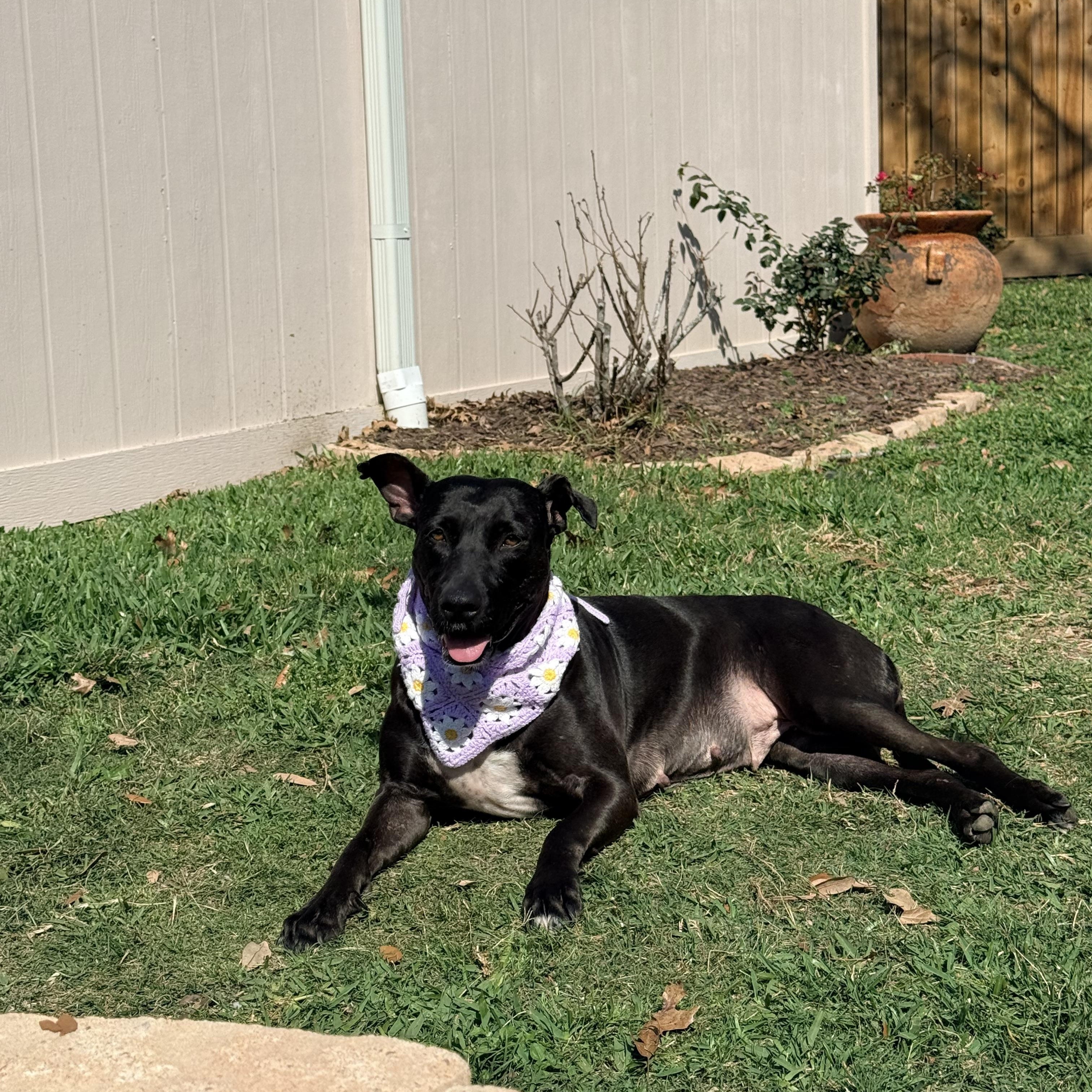 Enlarge Bonnie, a Adoptable mixed breed in Englewood, CO image 5/6